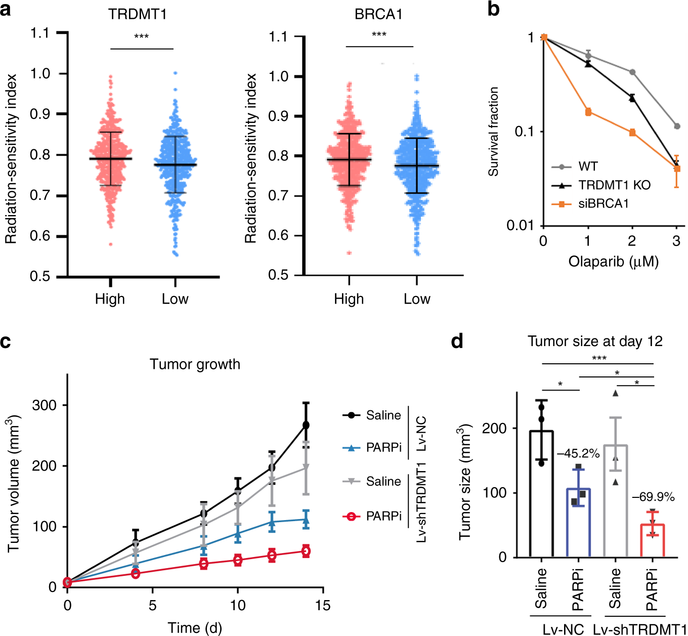 Fig. 5: TRDMT1 inhibition sensitizes cells to radiation and PARPi.