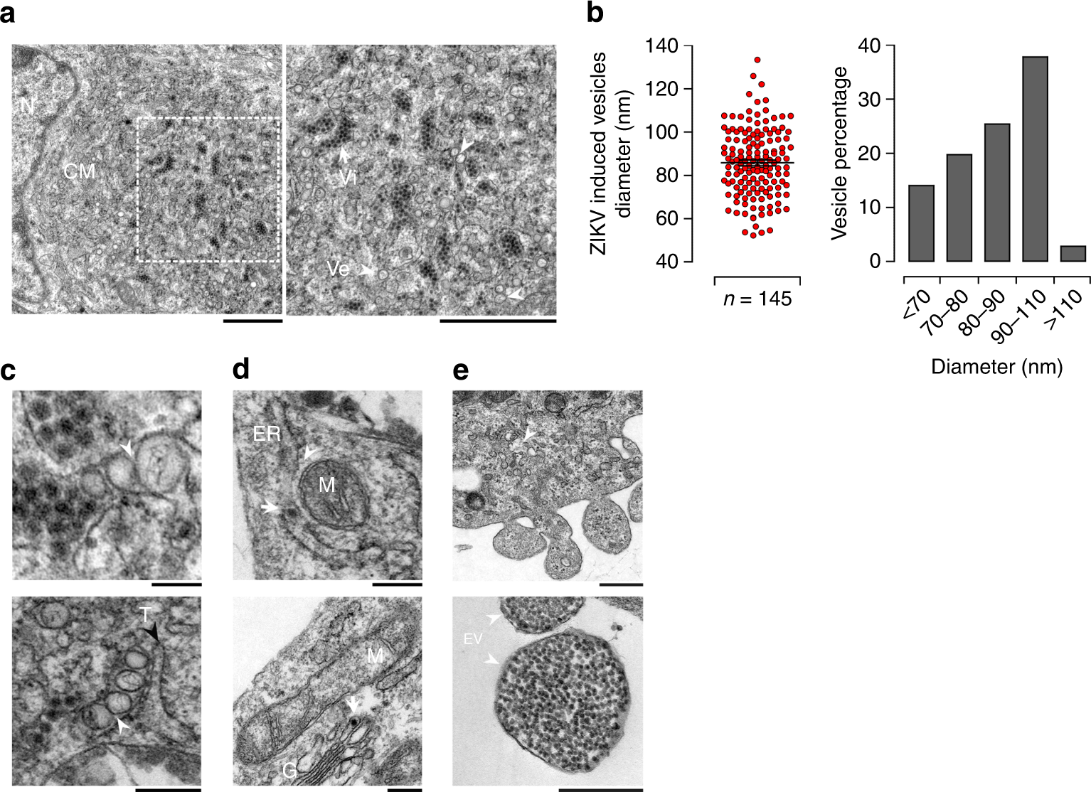 Fig. 7: Ultrastructure analysis of ZIKV induces membrane rearrangements in placental cells.