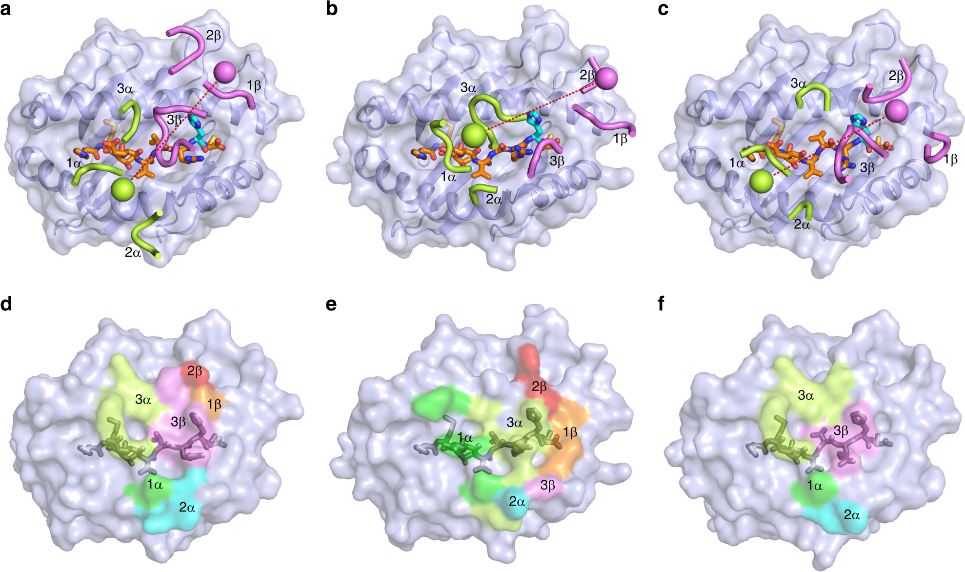 Fig. 4: Comparison of TCR footprints on p53R175H–HLA-A2.