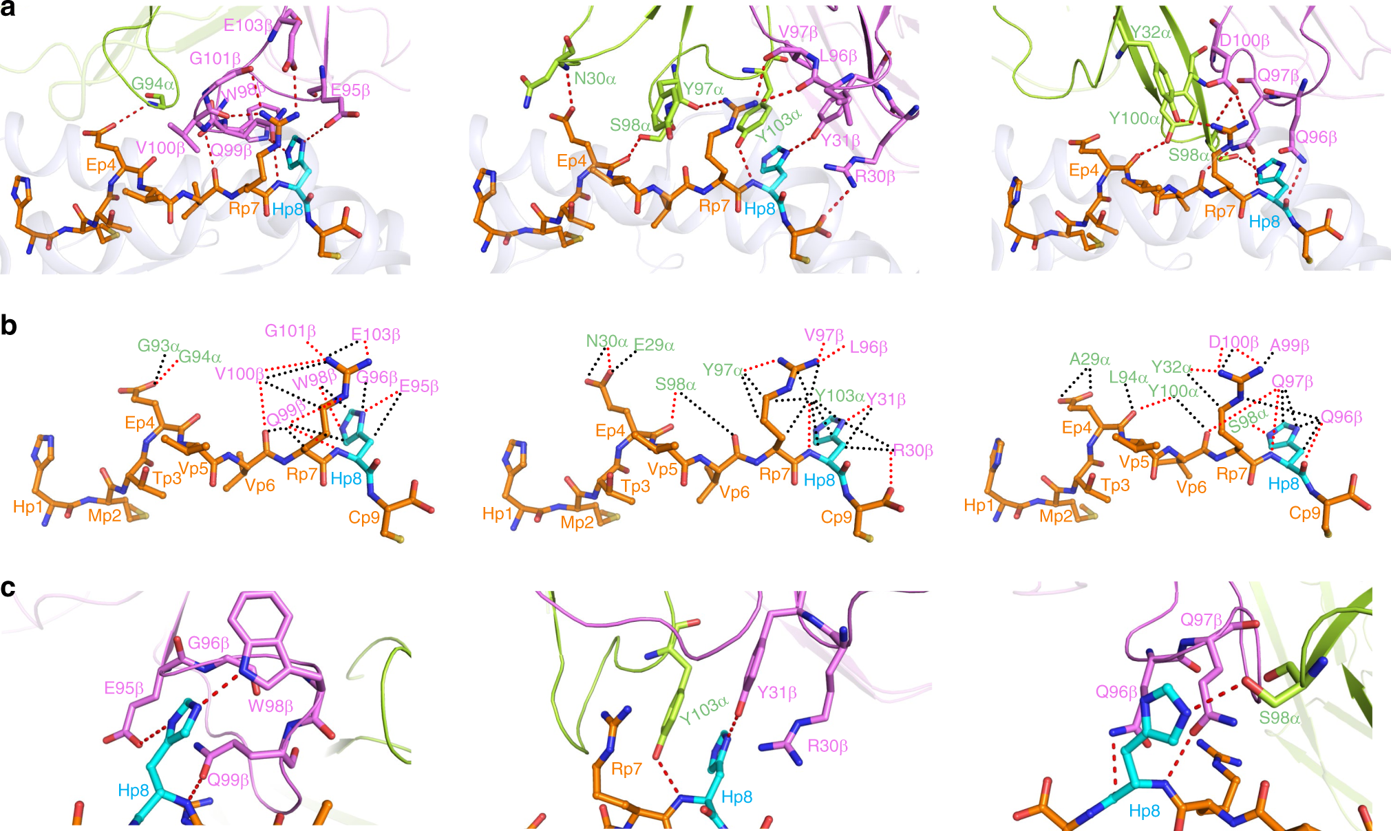 Fig. 6: Interactions of TCRs with the p53R175H peptide.