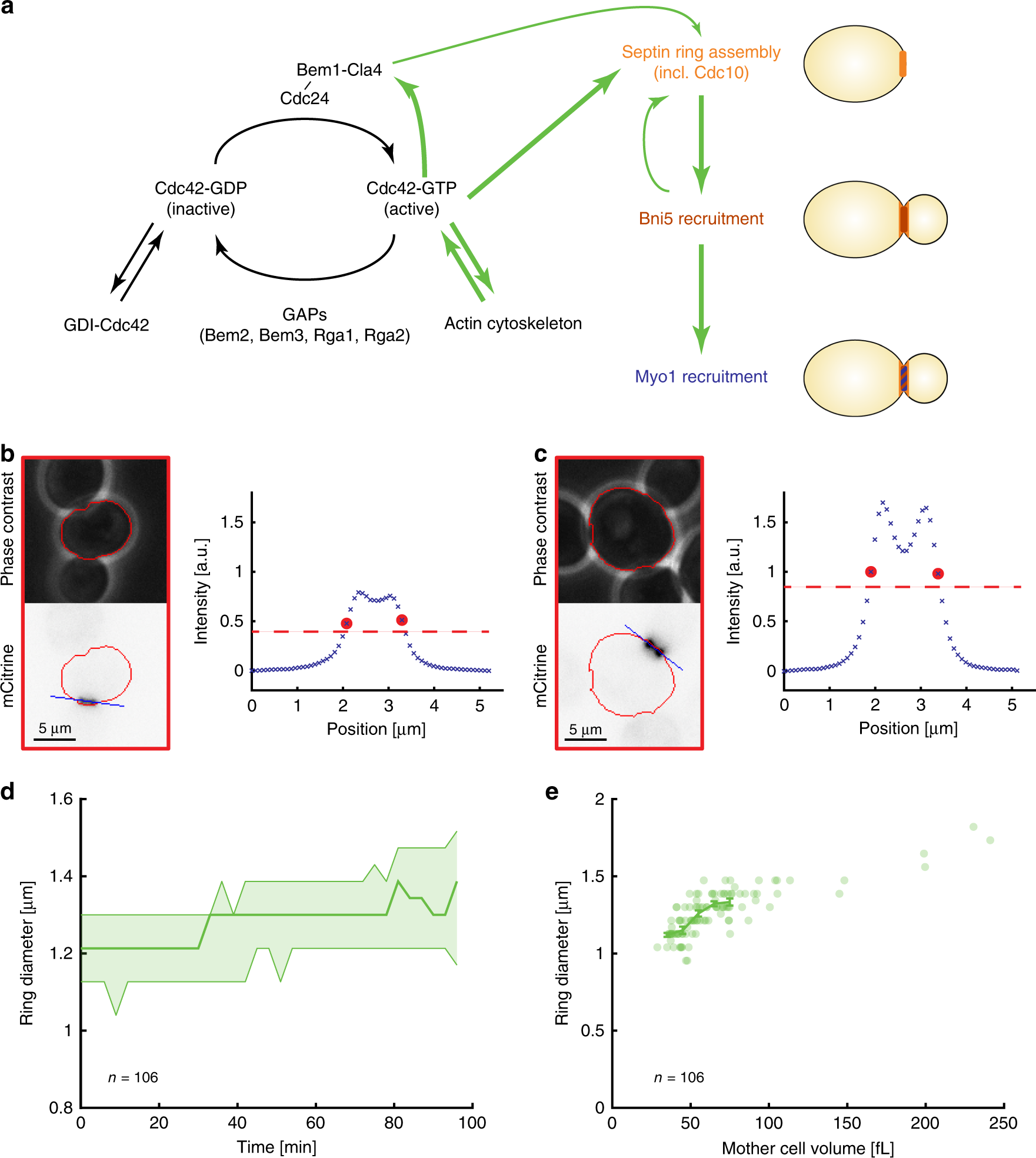 koepel laten we het doen elleboog Cell size sets the diameter of the budding yeast contractile ring | Nature  Communications