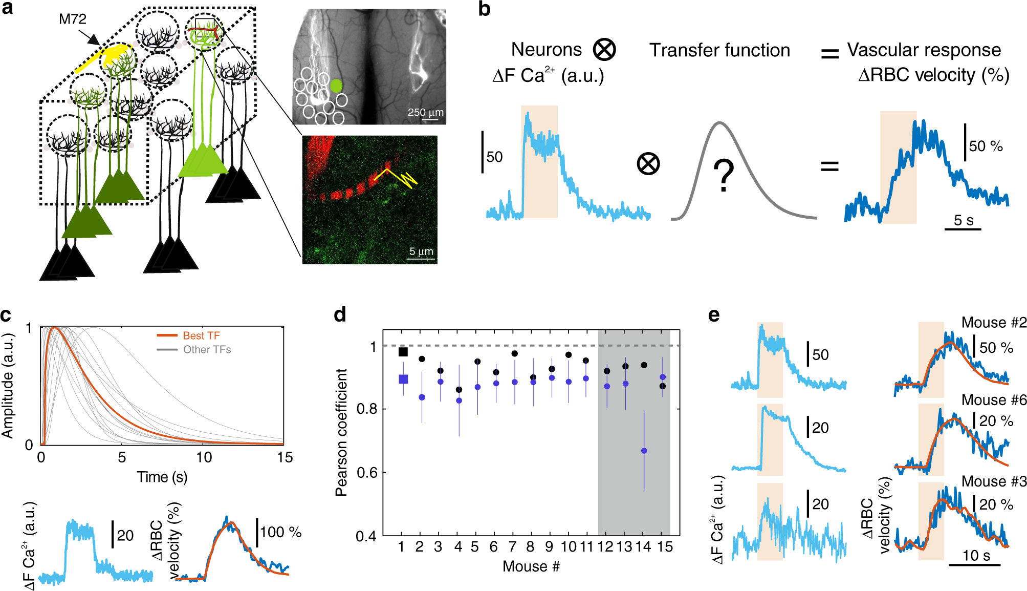 Fig. 1: The transfer function between neuronal and vascular responses within a single glomerulus: computation and robustness across mice.