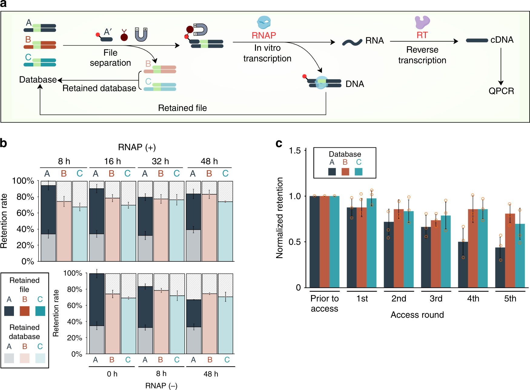 Fig. 3: DORIS mimics natural transcription to repeatedly access information.