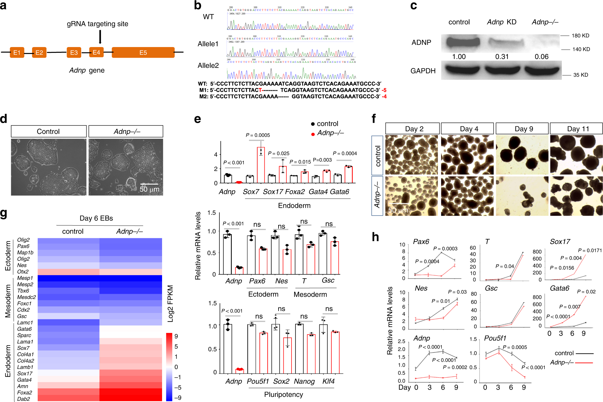 ADNP promotes neural differentiation by modulating Wnt/β-catenin signaling  | Nature Communications