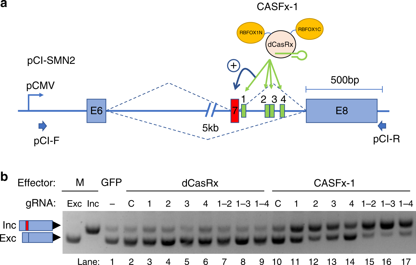 CRISPR artificial splicing factors | Nature Communications