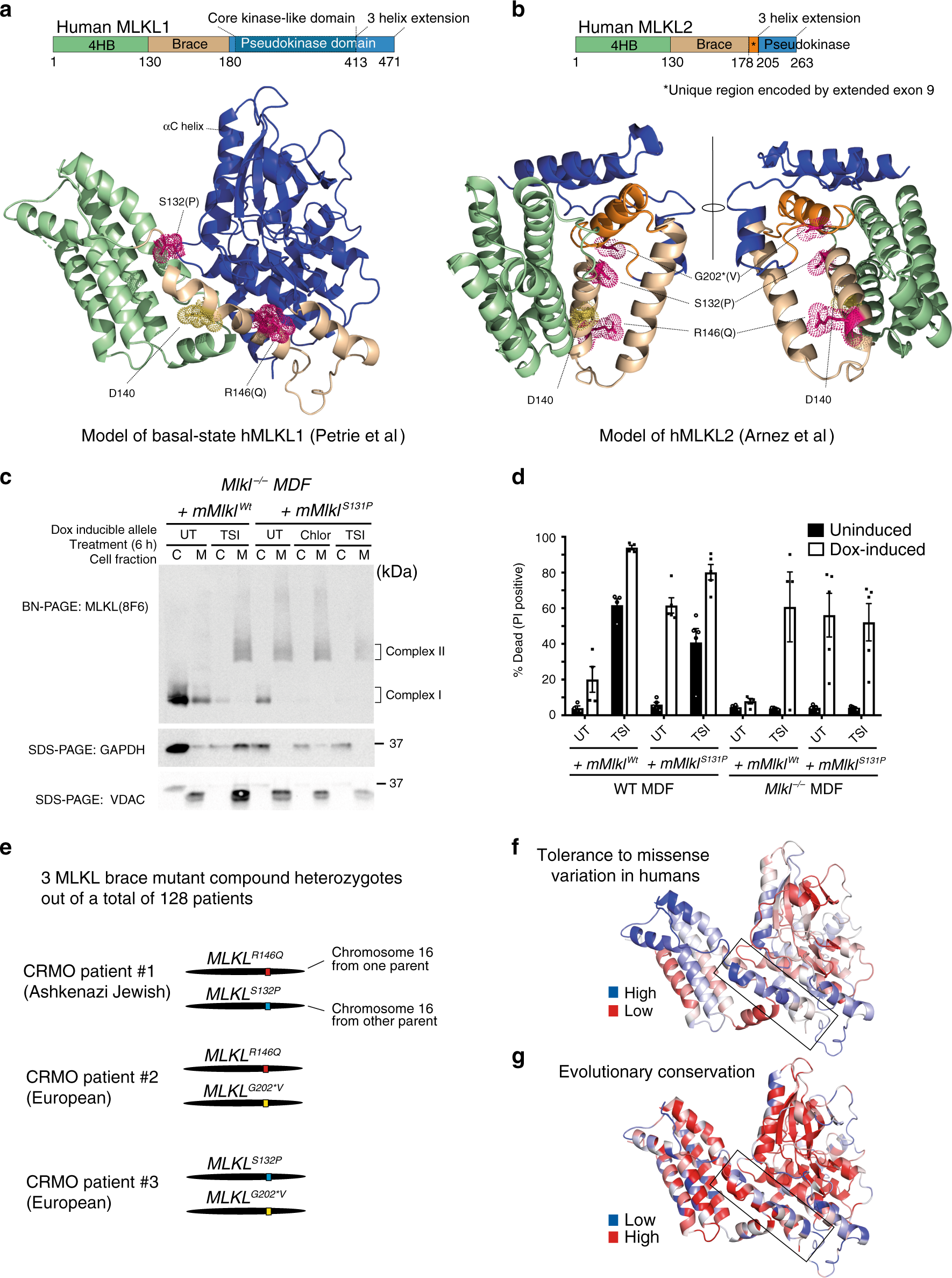 Fig. 5: Three of the four highest frequency missense human MLKL SNPs encode non-conservative amino acid substitutions within or adjacent to the brace helix region.
