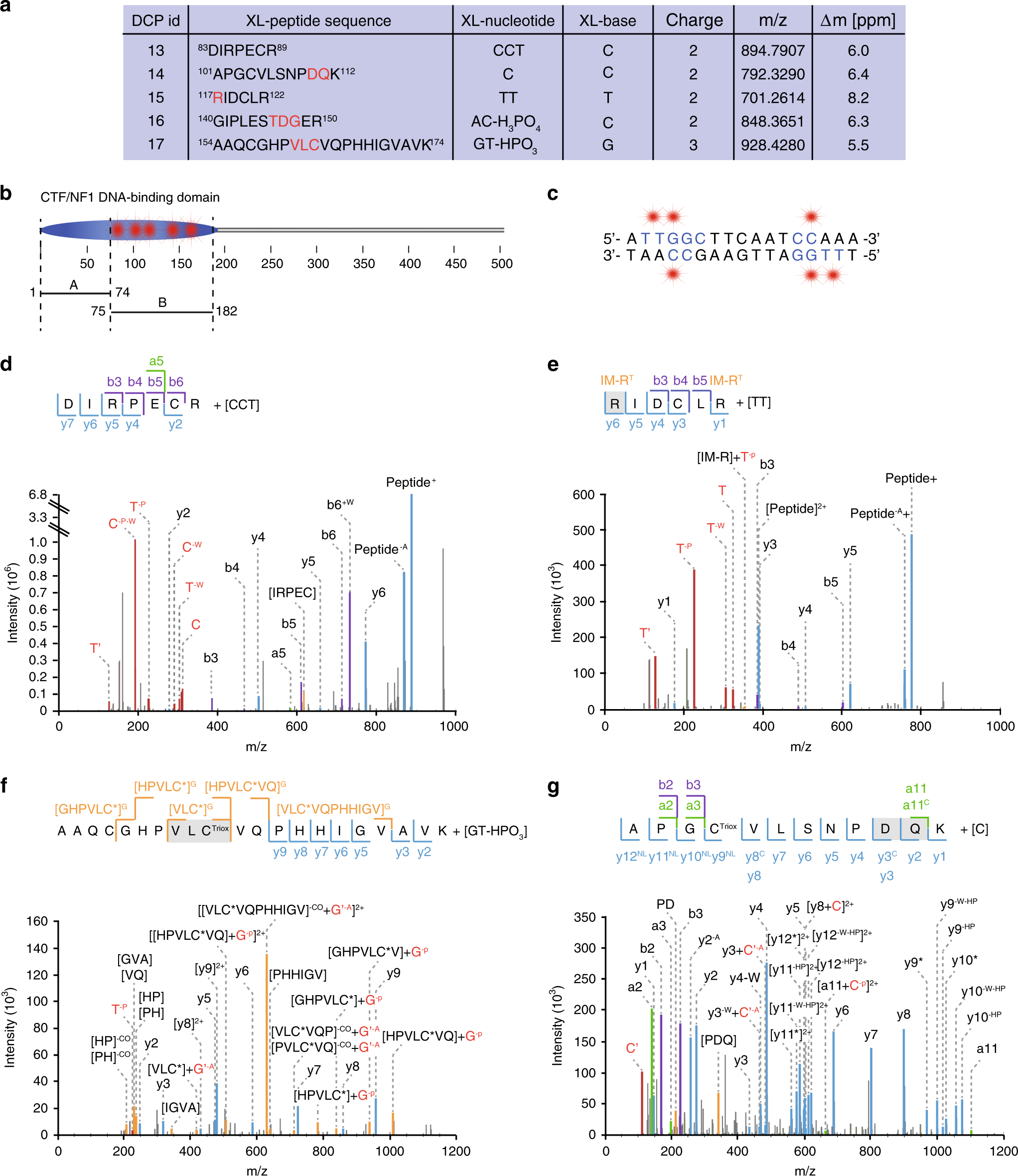Fig. 4: Mapping protein–DNA interactions in the transcription factor nuclear factor 1/C.