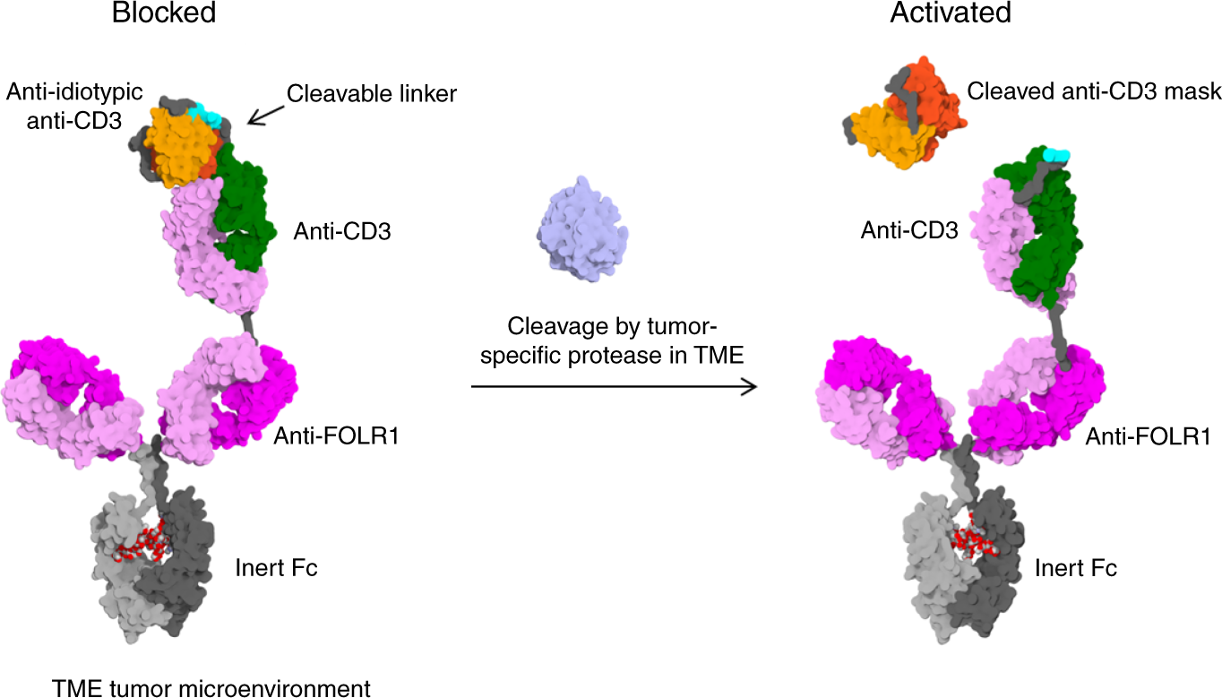 Fig. 1: Mode of action of protease-activated FOLR1-TCB.