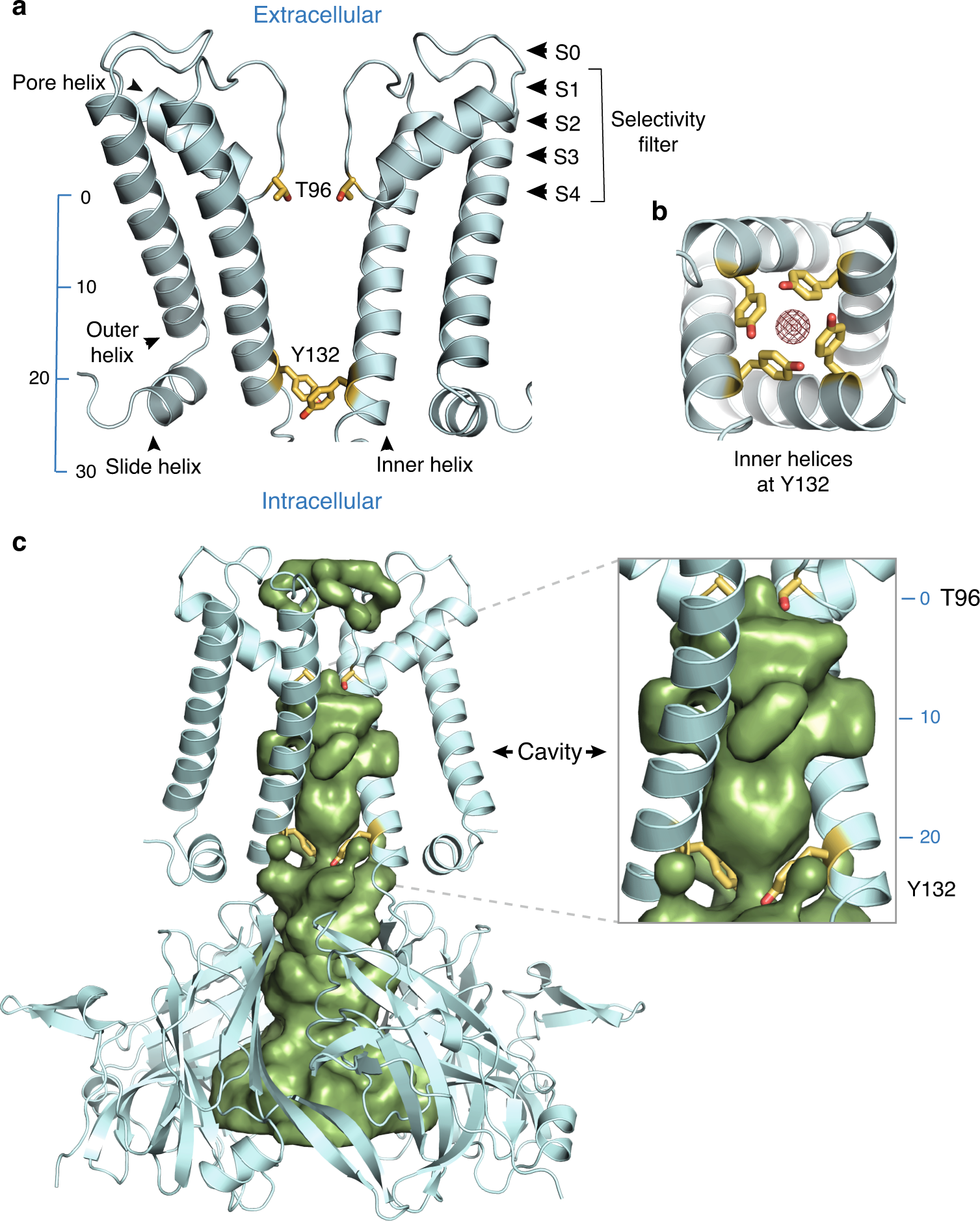 A Constricted Opening In Kir Channels Does Not Impede Potassium Conduction Nature Communications