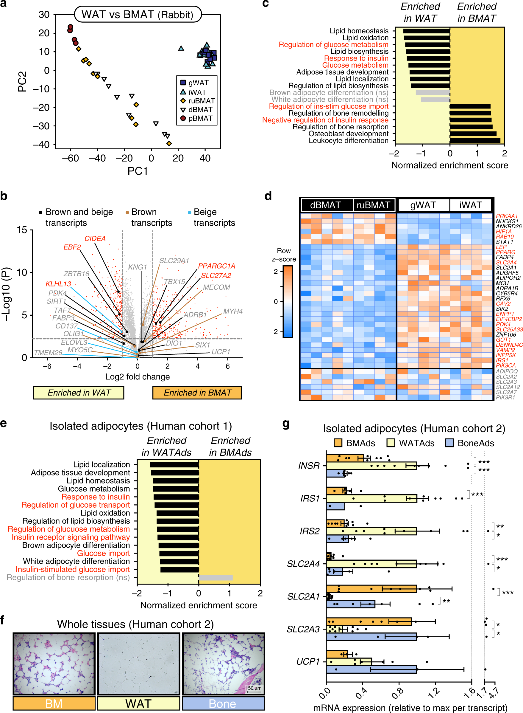 Bone Marrow Adipose Tissue Is A Unique Adipose Subtype With