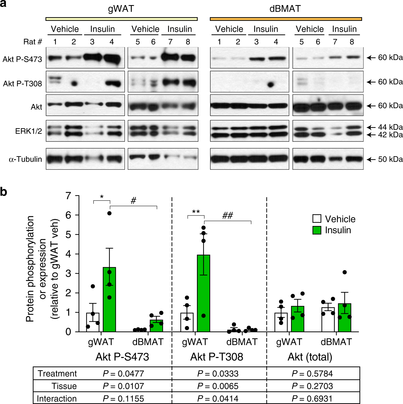 Fig. 4: BMAT resists insulin-stimulated Akt T308 phosphorylation.