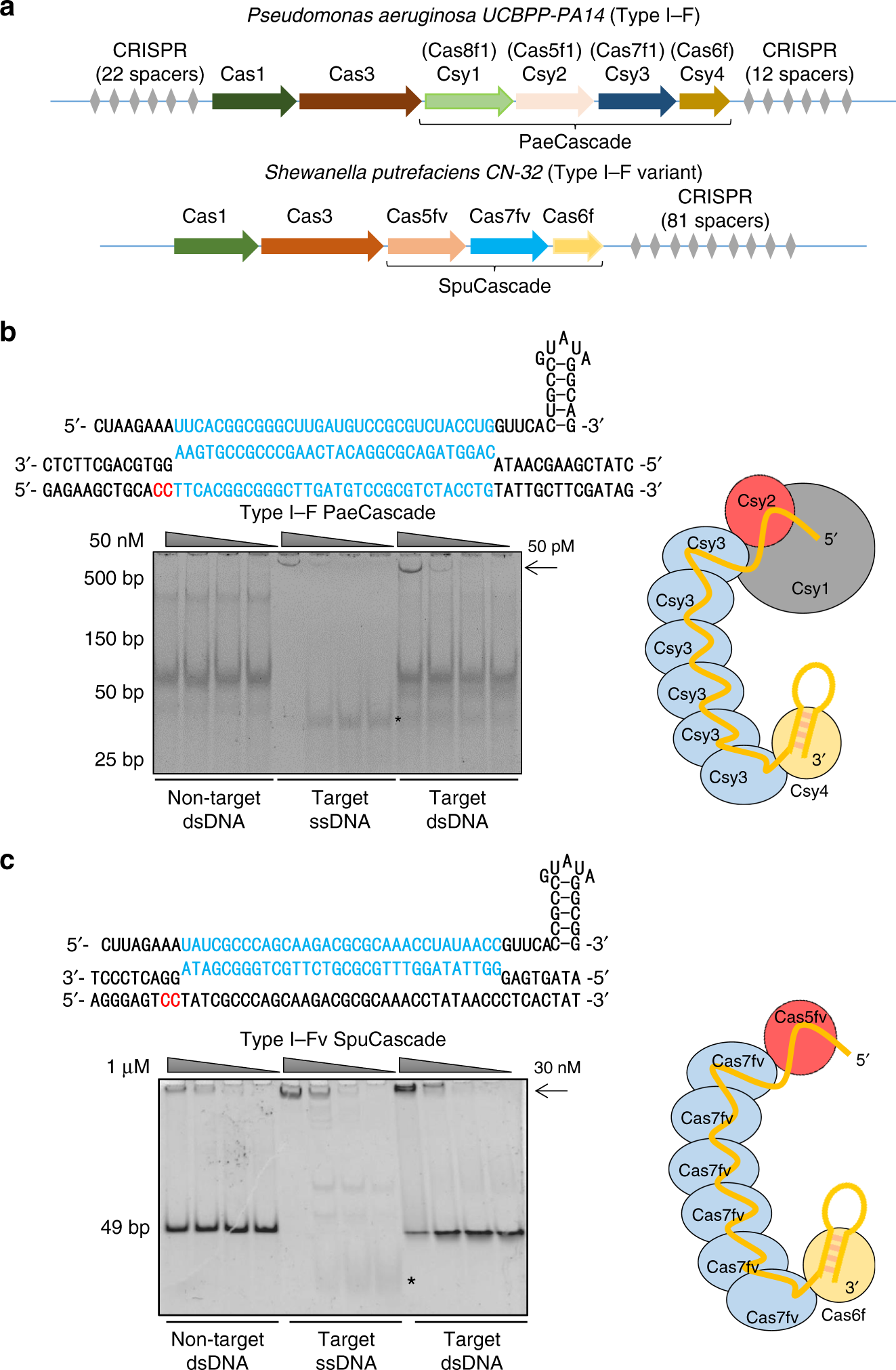 Repurposing type I–F CRISPR–Cas system as a transcriptional activation tool  in human cells | Nature Communications