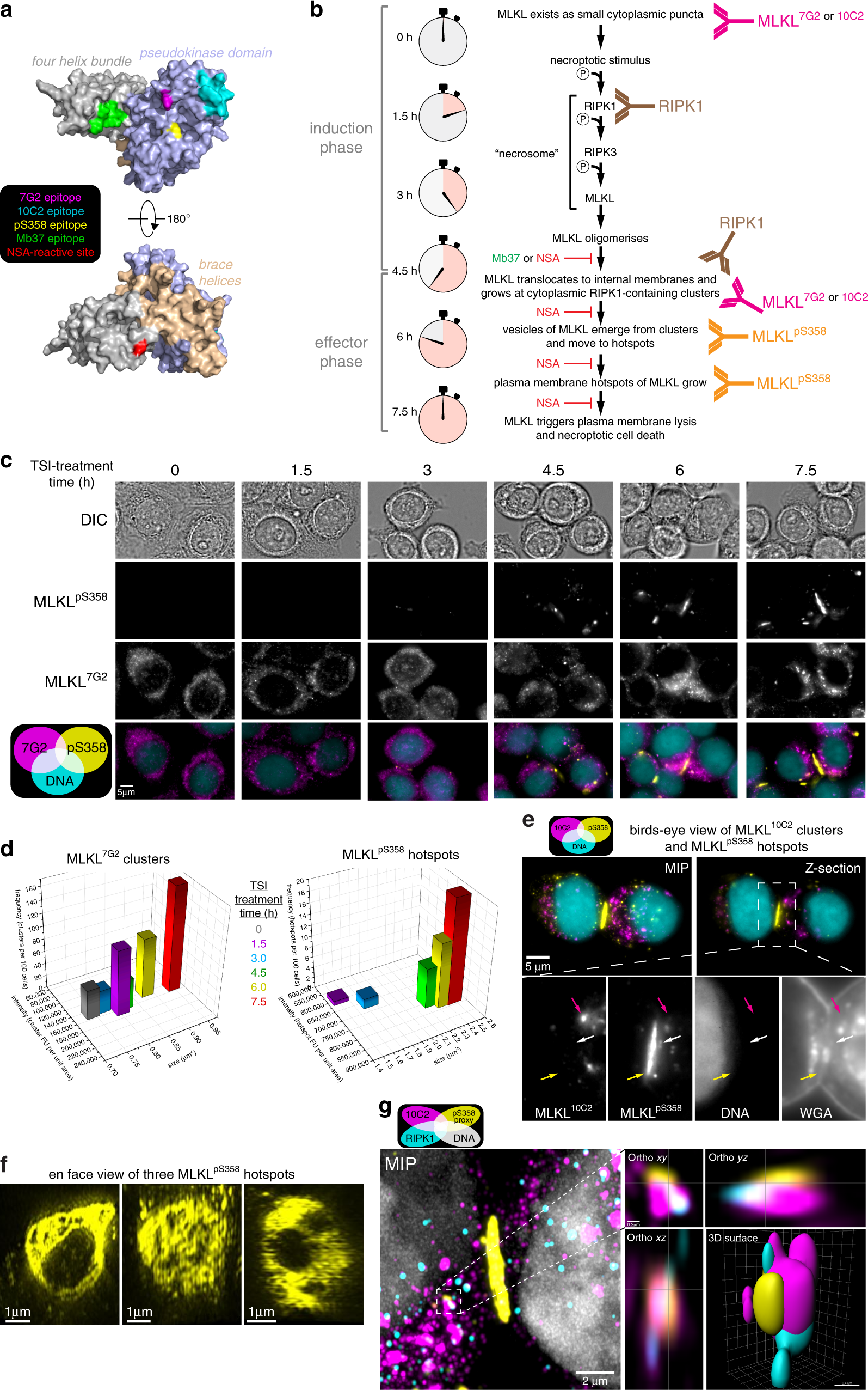 Fig. 2: Death coincides with necrosomal and plasma membrane hotspot MLKL accumulation.