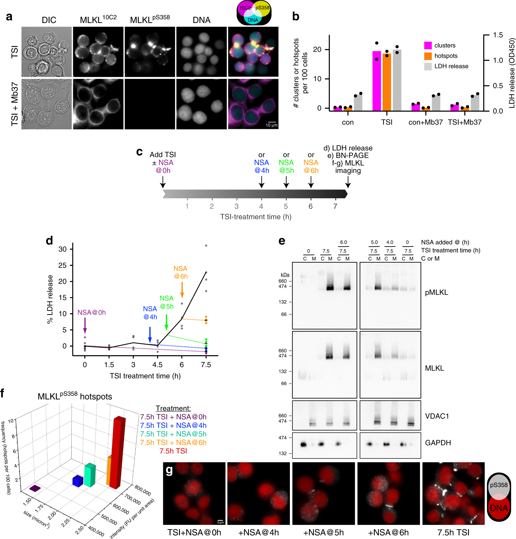 Fig. 3: Necroptosis relies on exceeding a threshold level of plasma membrane pMLKL.