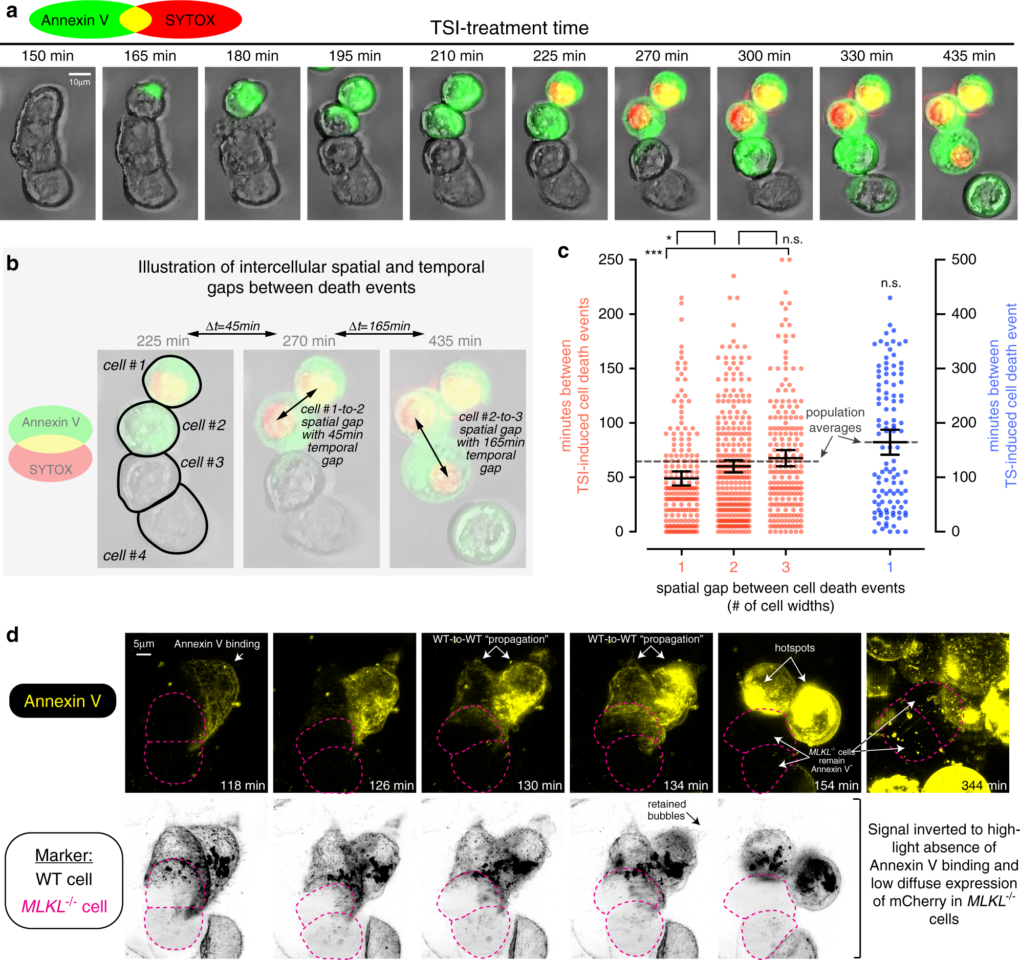Fig. 5: Necroptosis is accelerated between junctioned epithelial cells.