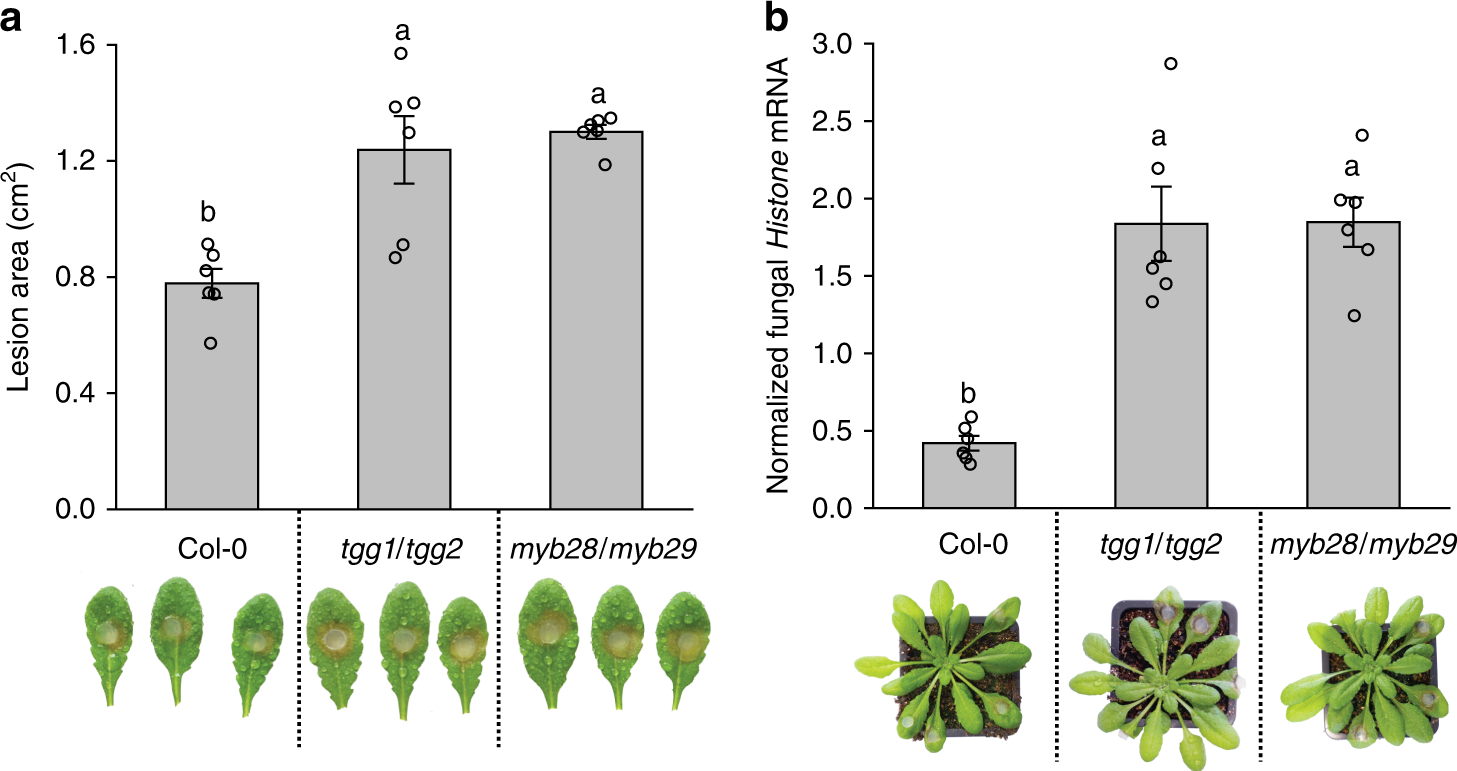 Fig. 1: A. thaliana aliphatic ITC- and GL-deficient mutants are hyper-susceptible to S. sclerotiorum.