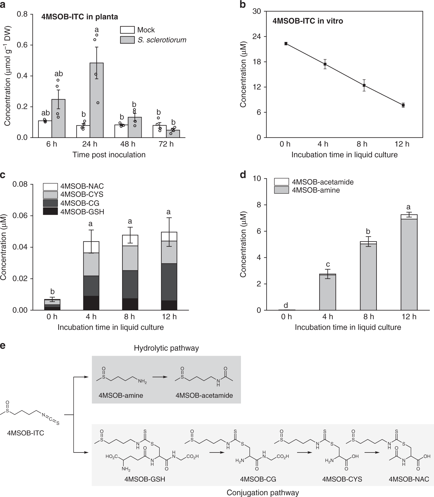 Fig. 2: 4MSOB-ITC is degraded by the fungus S. sclerotiorum.
