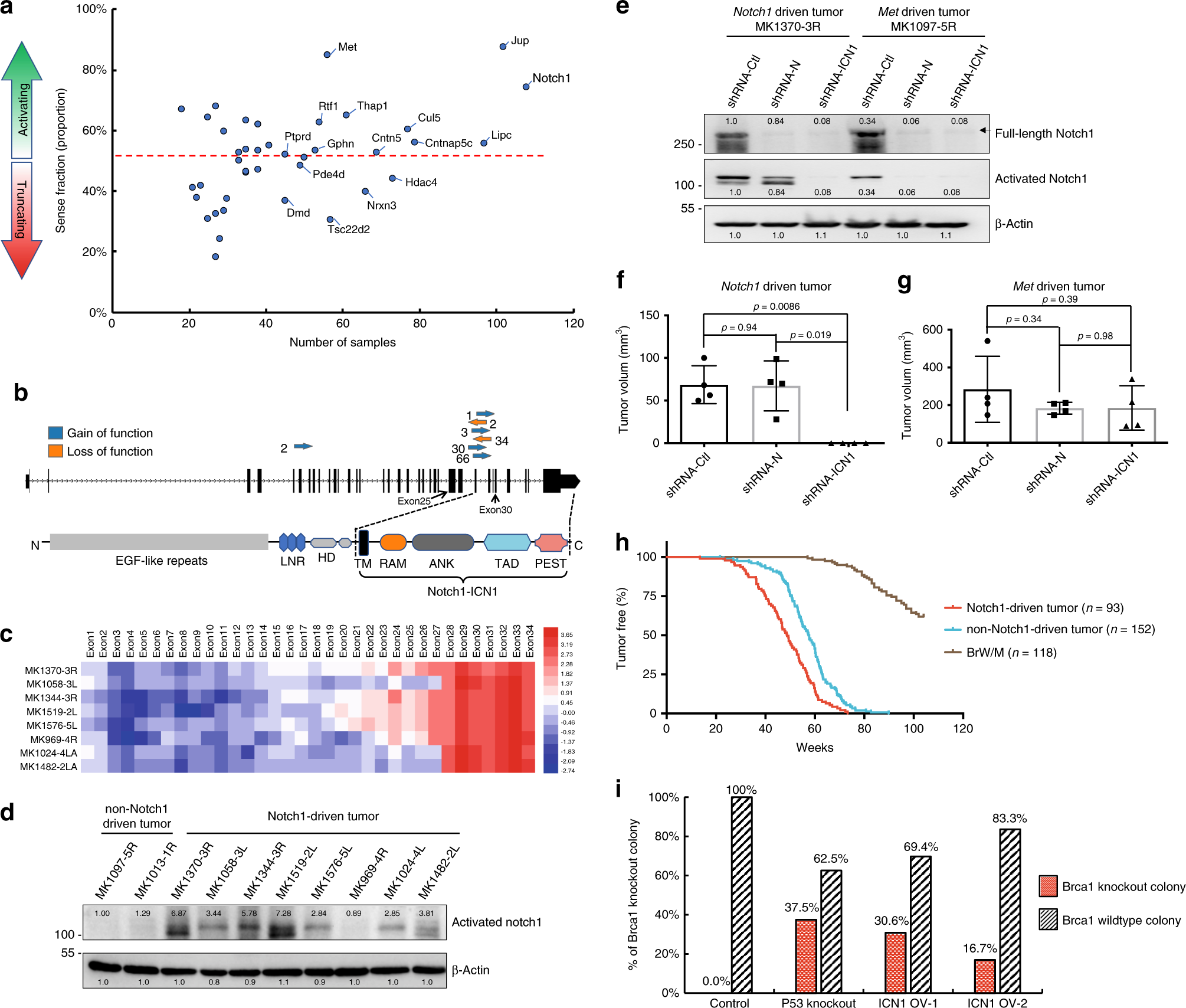 Fig. 3: Effect of Notch1 activation on cell death and tumourigenesis.