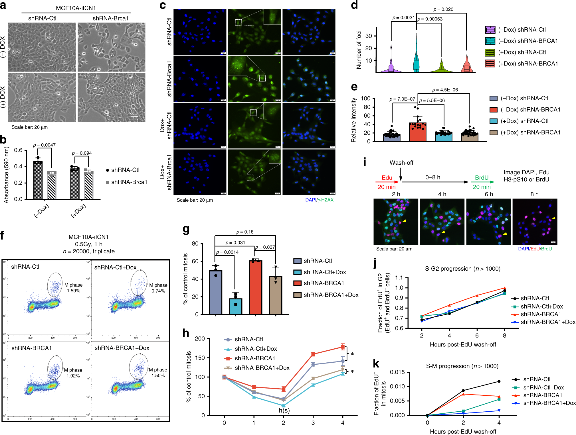 Fig. 4: Notch1 activation suppresses the lethality caused by BRCA1 deficiency via cell-cycle regulation.