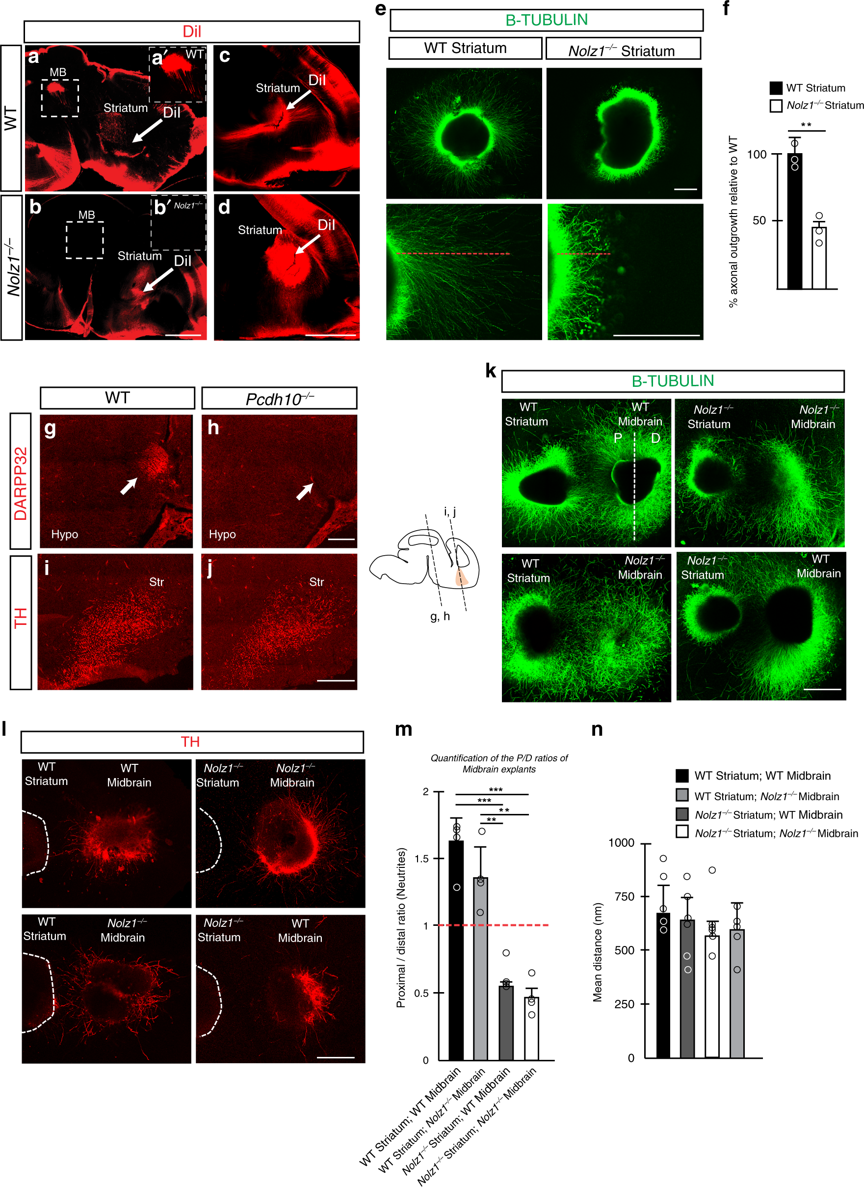 Fig. 6: Impaired striatal axonal outgrowth and repulsion of DA axons by Nolz1−/− mutant striatum.