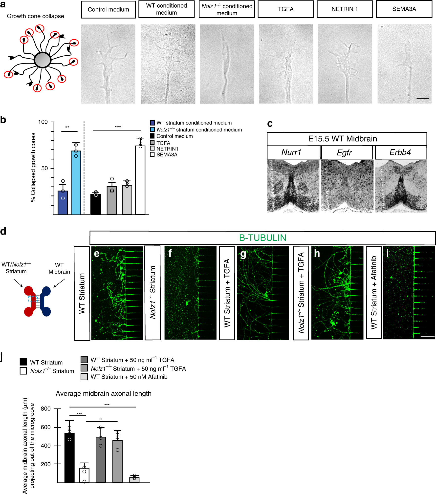 Fig. 7: Nolz1−/− mutant striatum repulses DA axons.