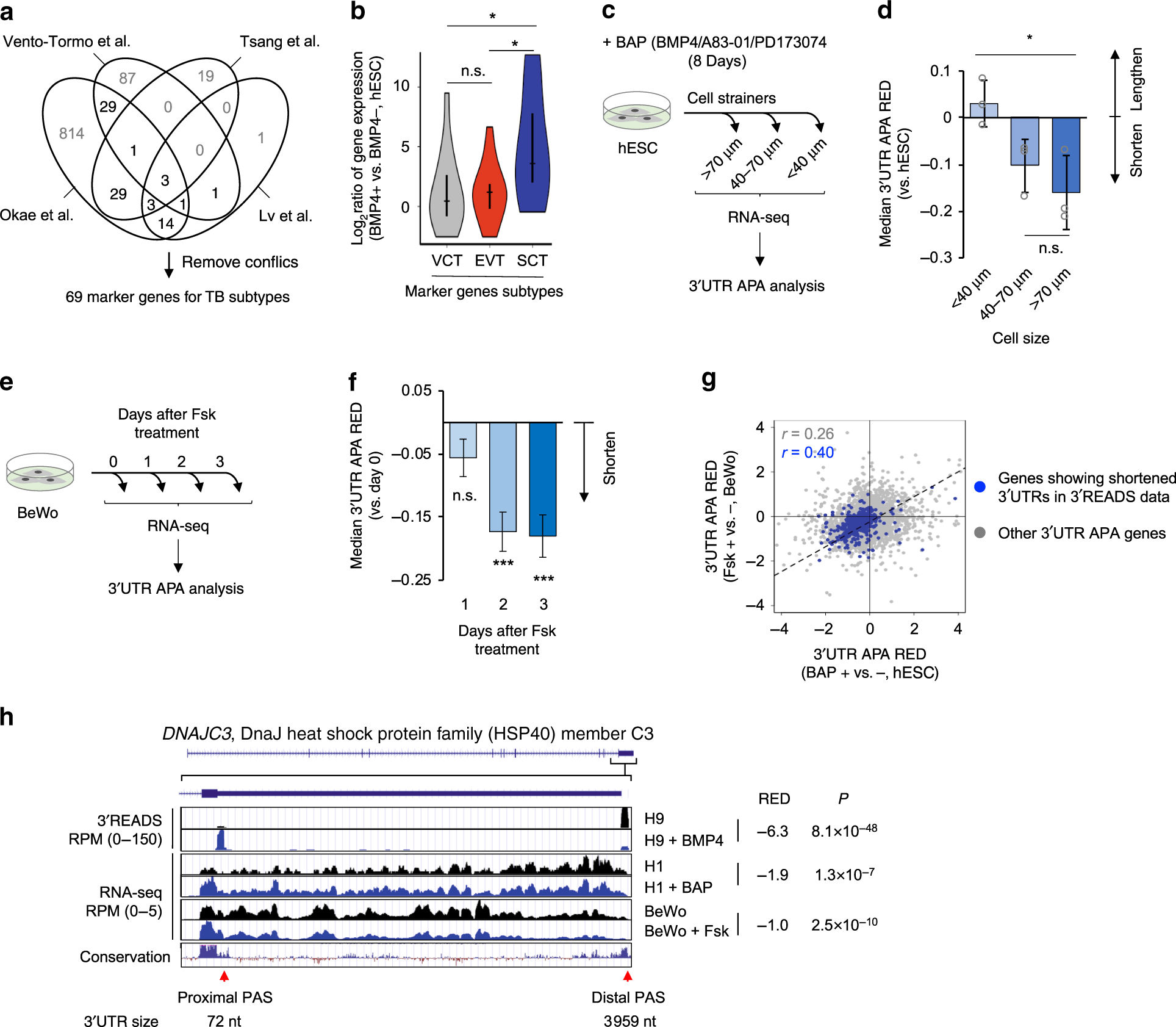 Fig. 3: Syncytialization of trophoblasts elicits 3ʹUTR shortening.