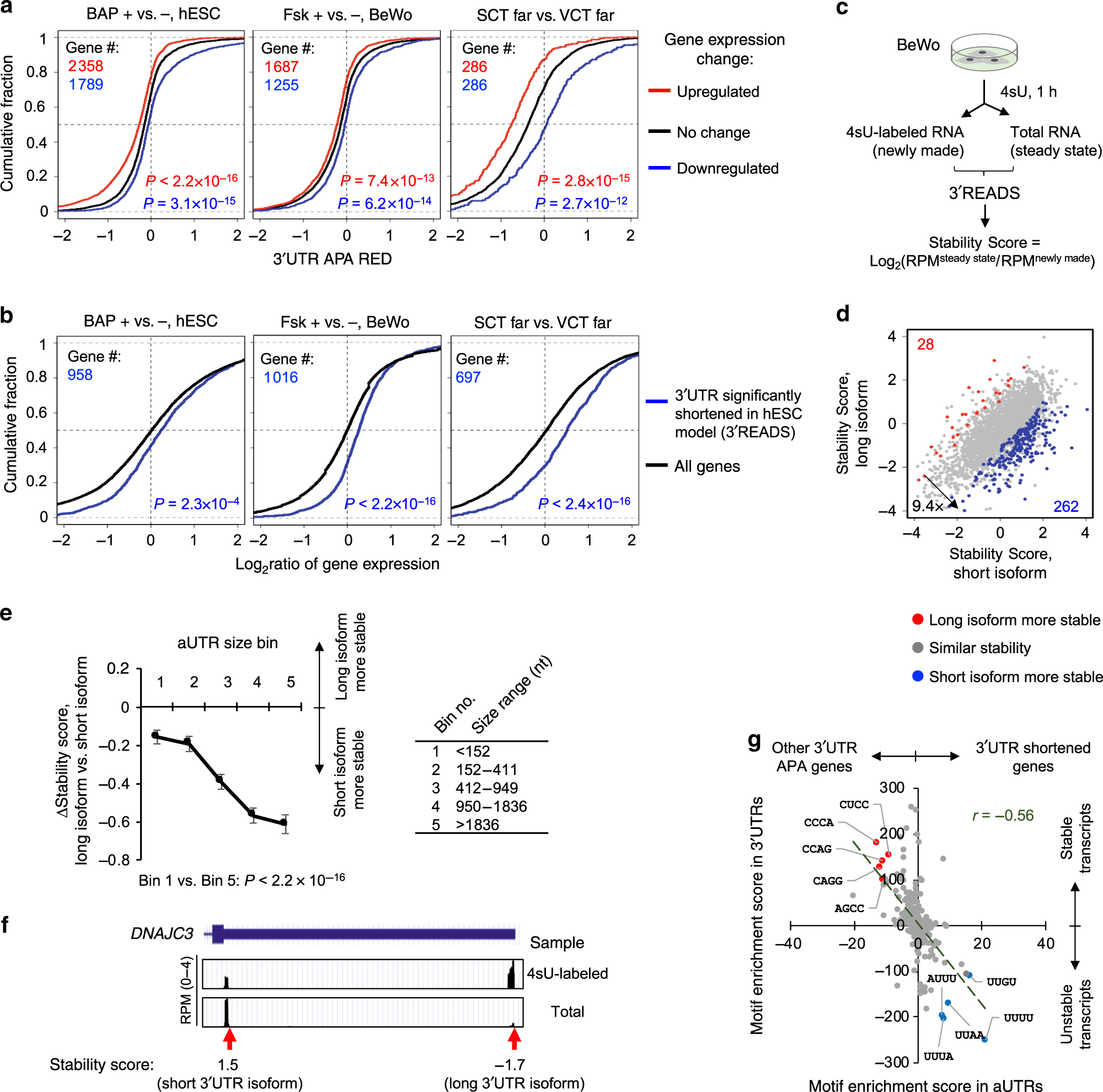 Fig. 6: 3ʹUTR shortening is associated with increased mRNA abundance.