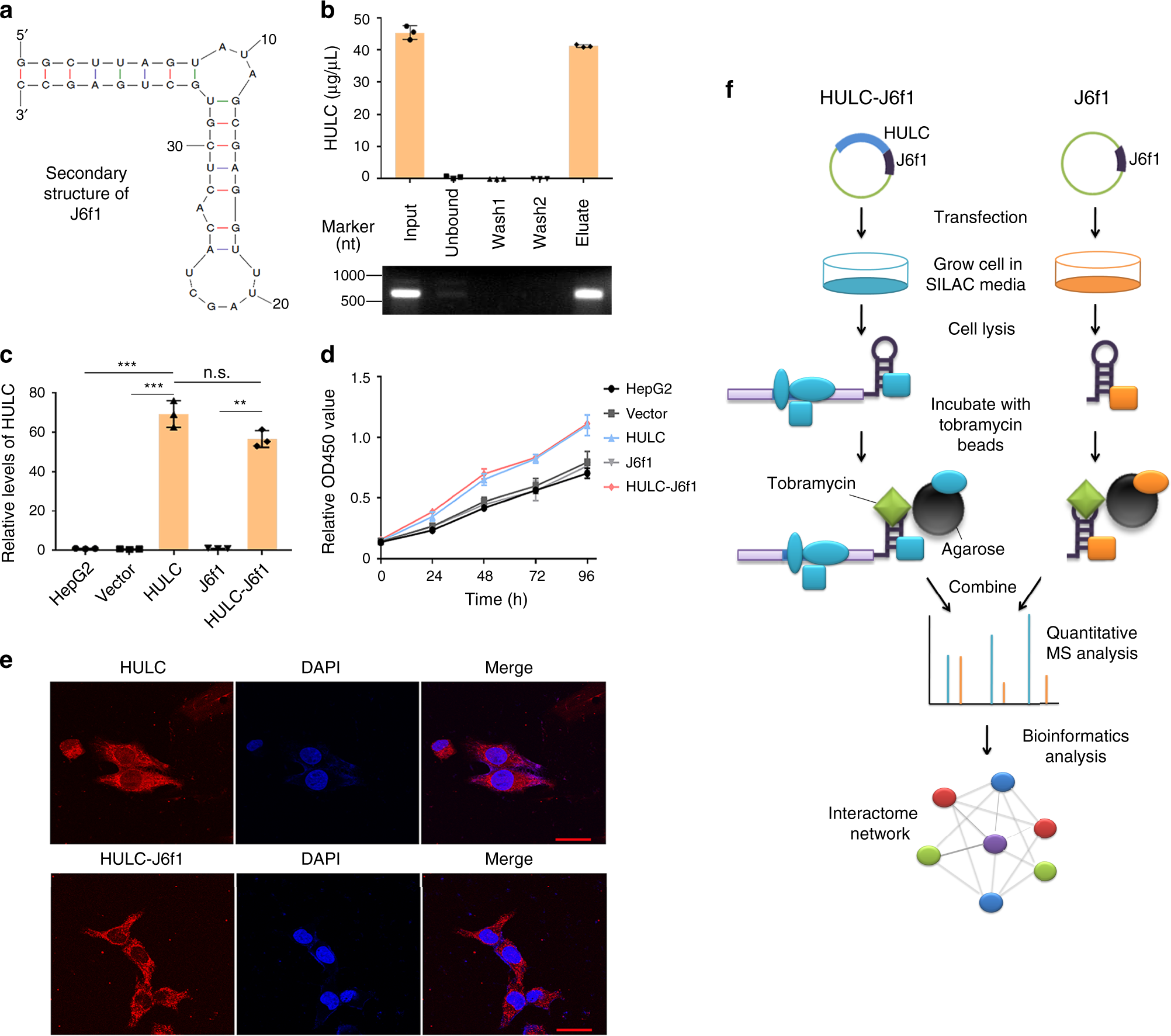 Fig. 1: The mass spectrometric strategy for characterizing HULC interacting proteins.