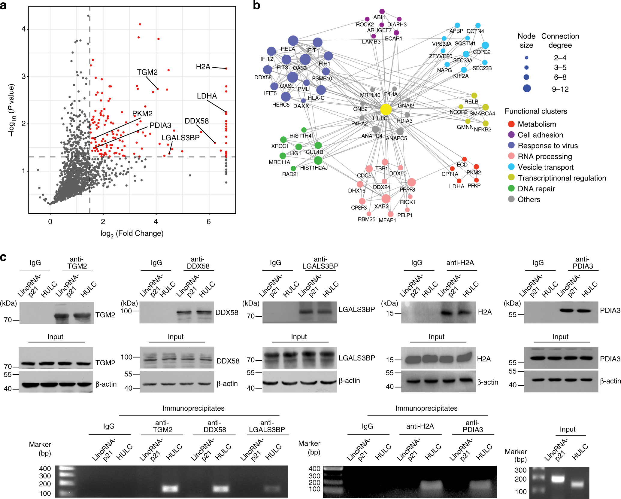 Fig. 2: The identified HULC interacting proteins.