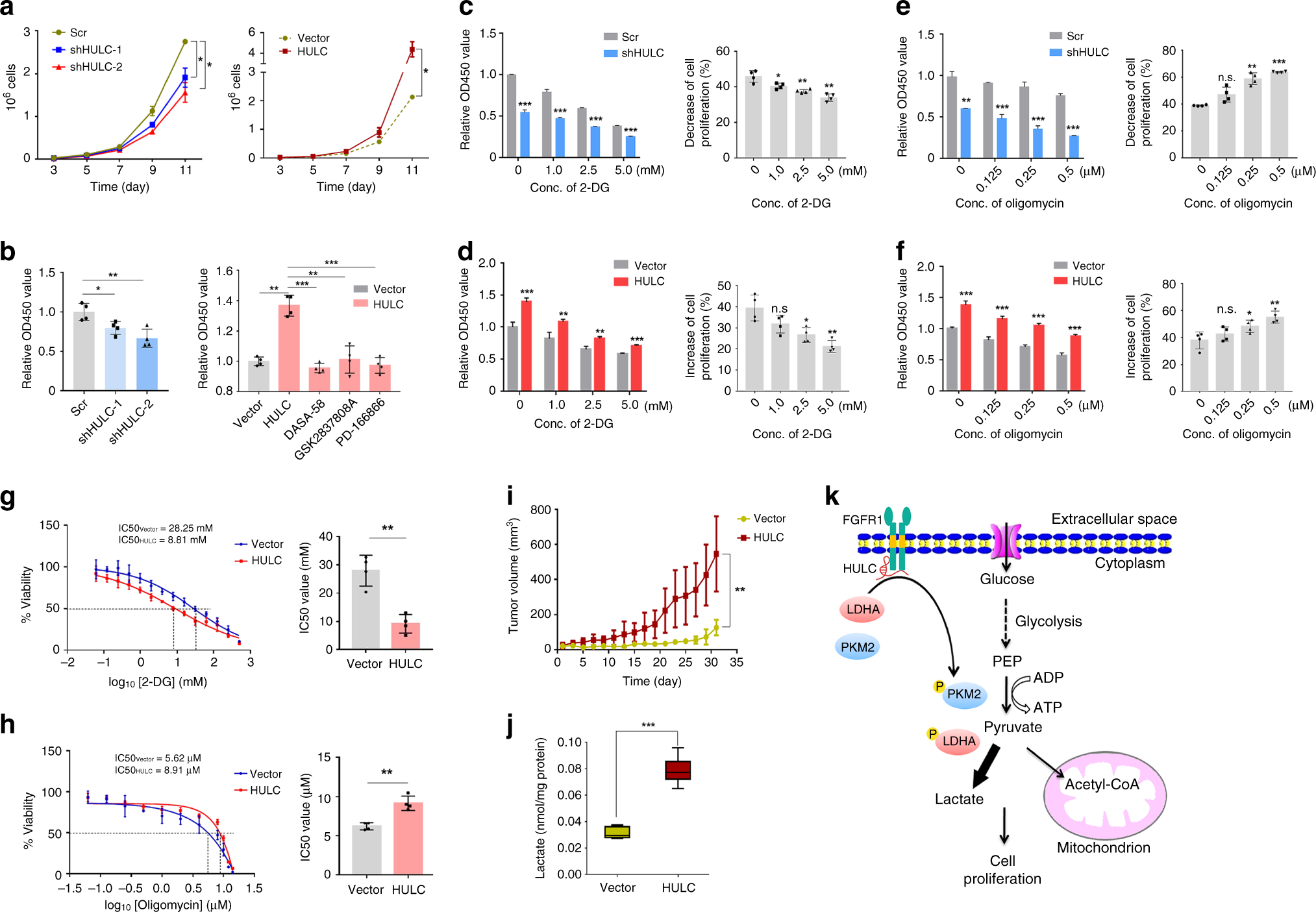Fig. 7: HULC promotes cell proliferation by elevating aerobic glycolysis.