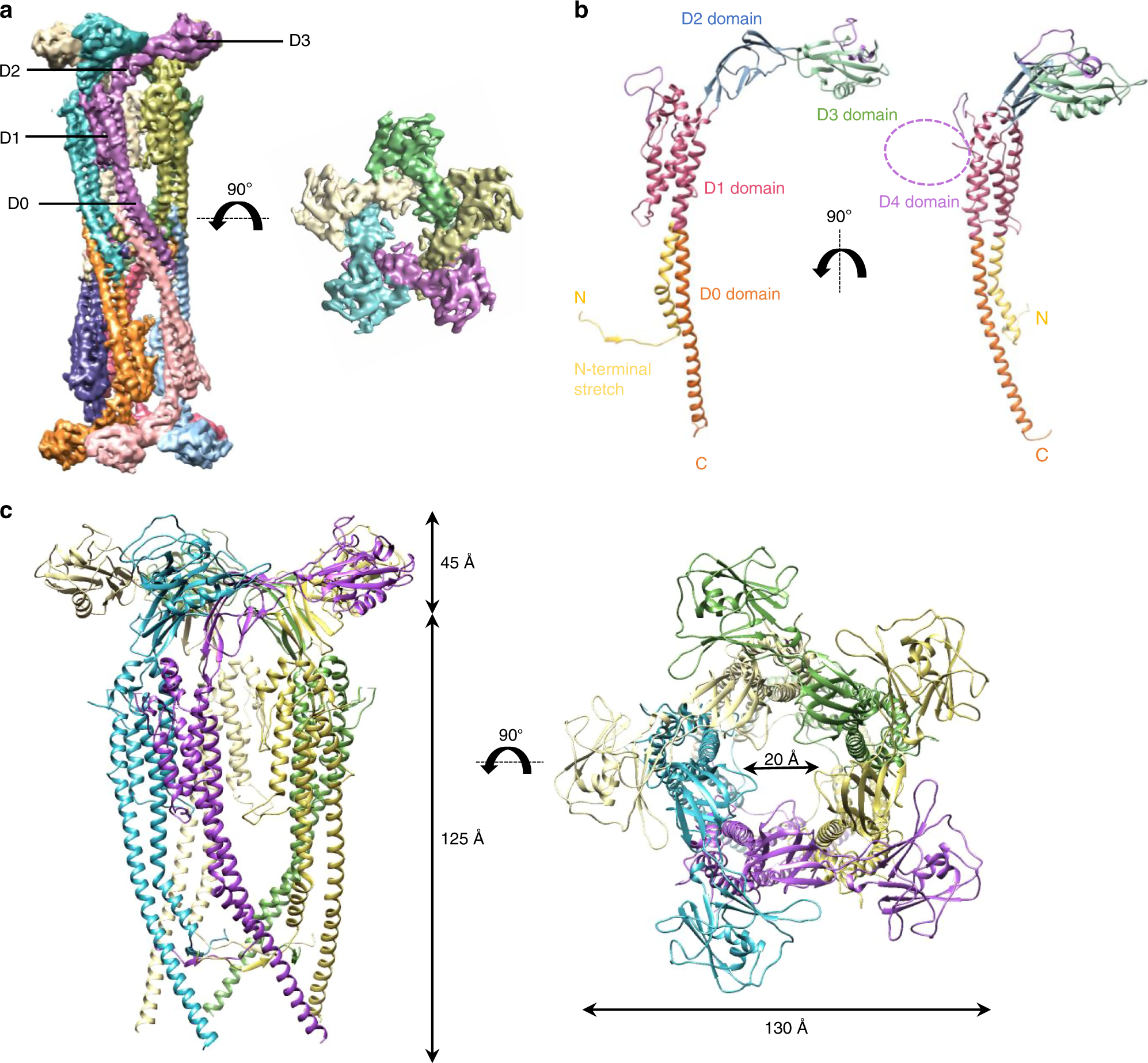The Cryo Em Structure Of The Bacterial Flagellum Cap Complex Suggests A Molecular Mechanism For Filament Elongation Nature Communications The Cryo Em Structure Of The Bacterial Flagellum Cap Complex Suggests A Molecular Mechanism For Filament Elongation Nature Communications
