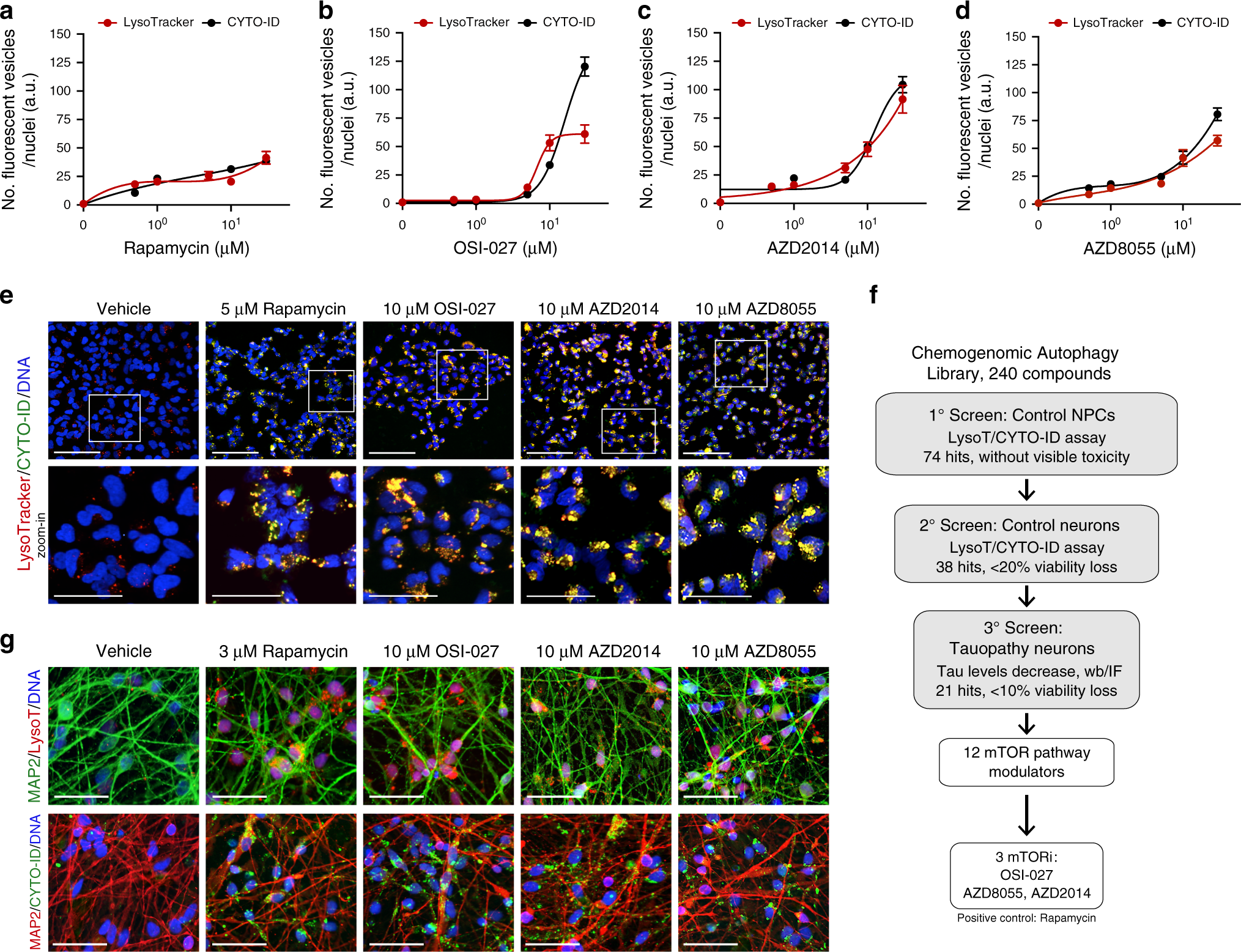Prolonged tau clearance and stress vulnerability rescue by pharmacological  activation of autophagy in tauopathy neurons | Nature Communications