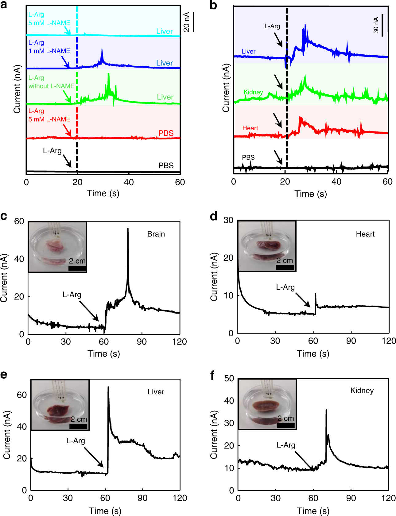 Fig. 4: Ex vivo real-time detection of NO generated from different organs.