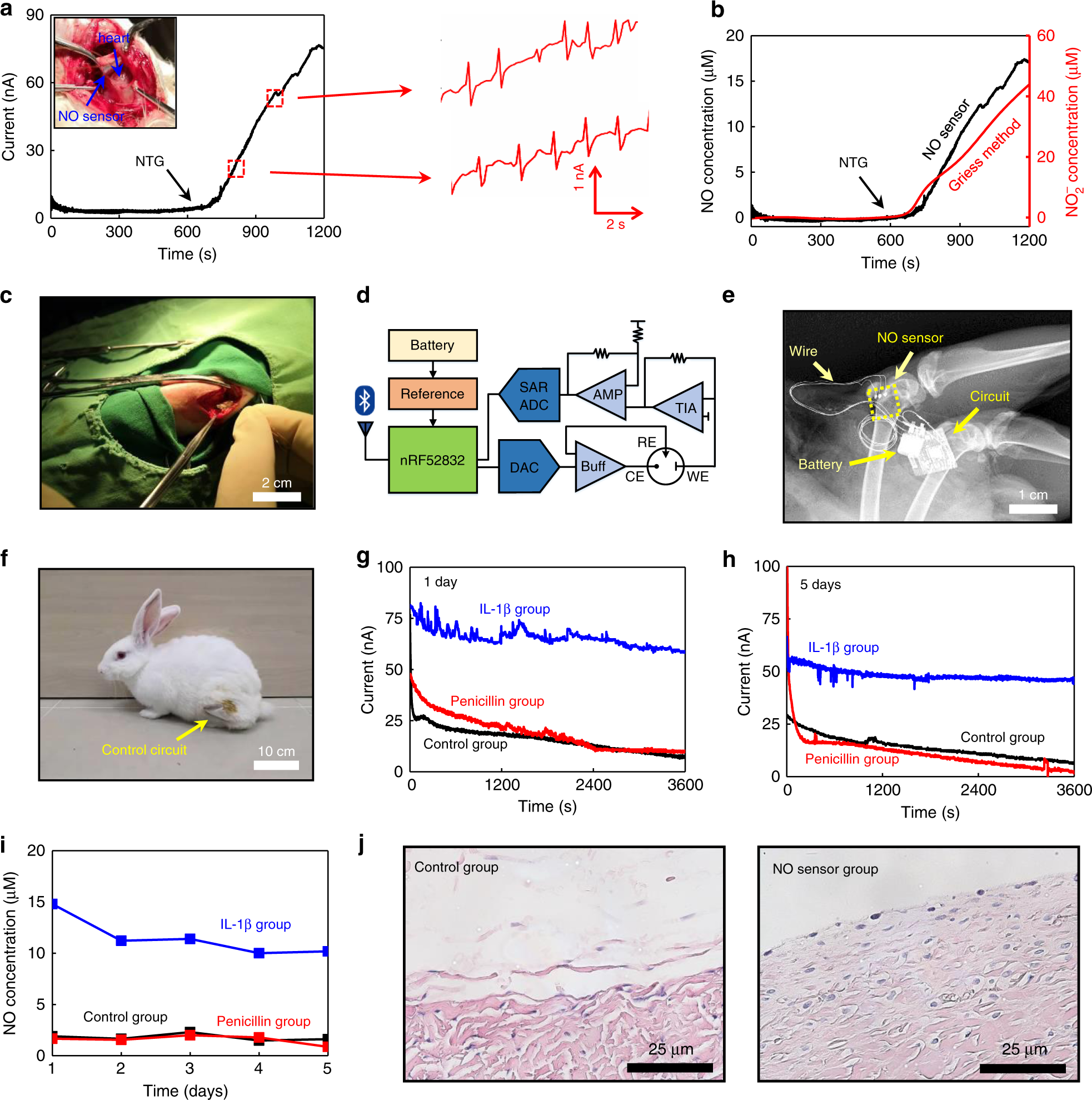 Fig. 5: In vivo real-time monitoring of NO concentrations in the heart and joint cavity of New Zealand rabbits.