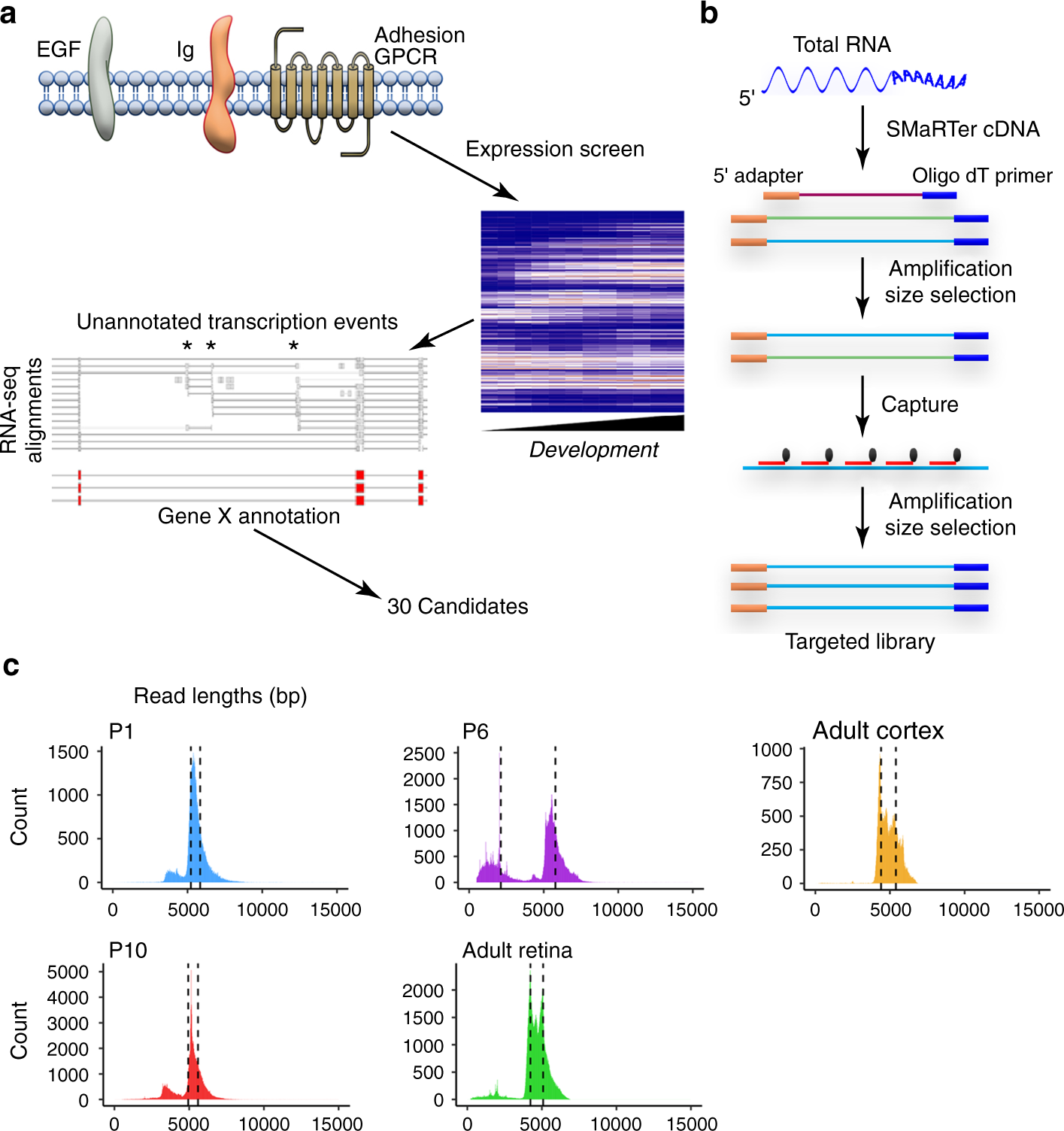 Comprehensive identification of mRNA isoforms reveals the diversity of  neural cell-surface molecules with roles in retinal development and disease  | Nature Communications