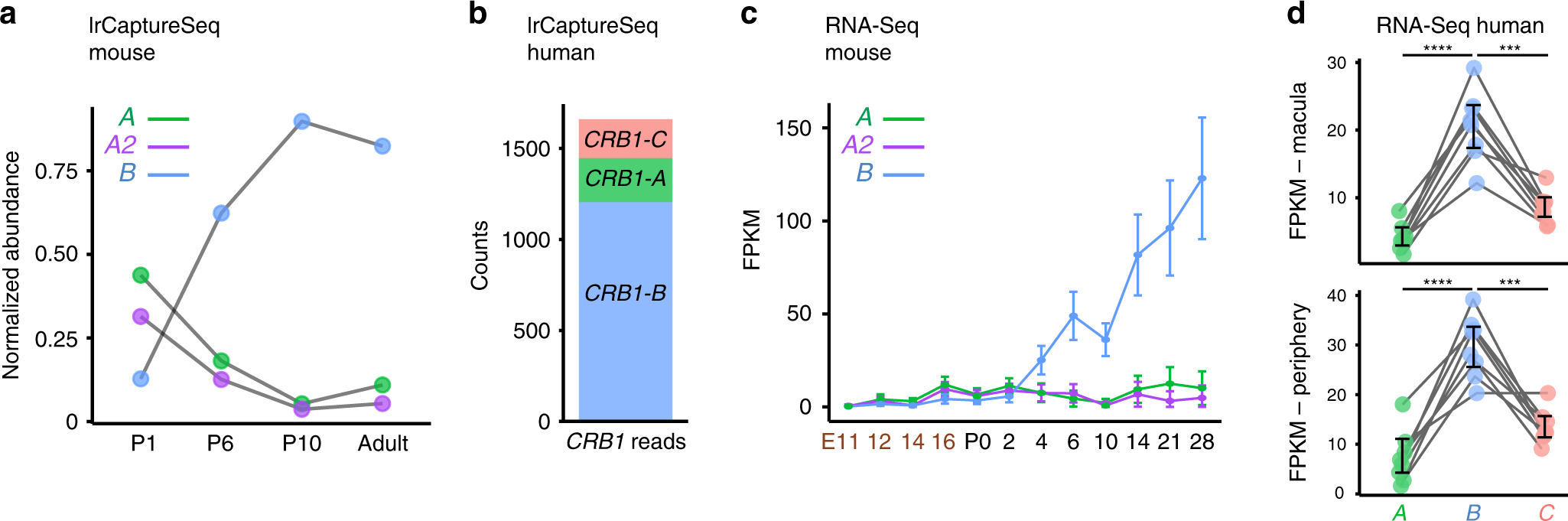 Fig. 6: Crb1-B is the most abundant Crb1 isoform in mouse and human retina.
