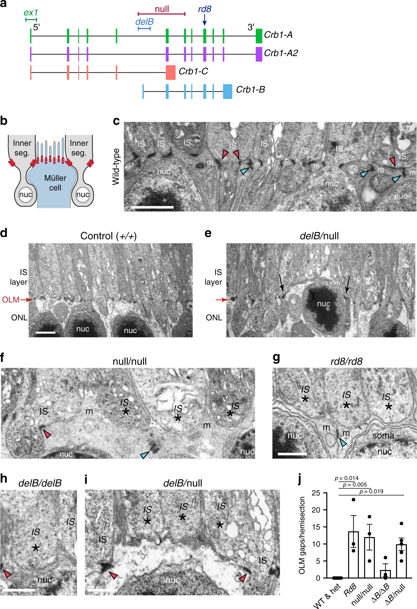 Fig. 9: Requirement for Crb1 isoforms in outer limiting membrane integrity.