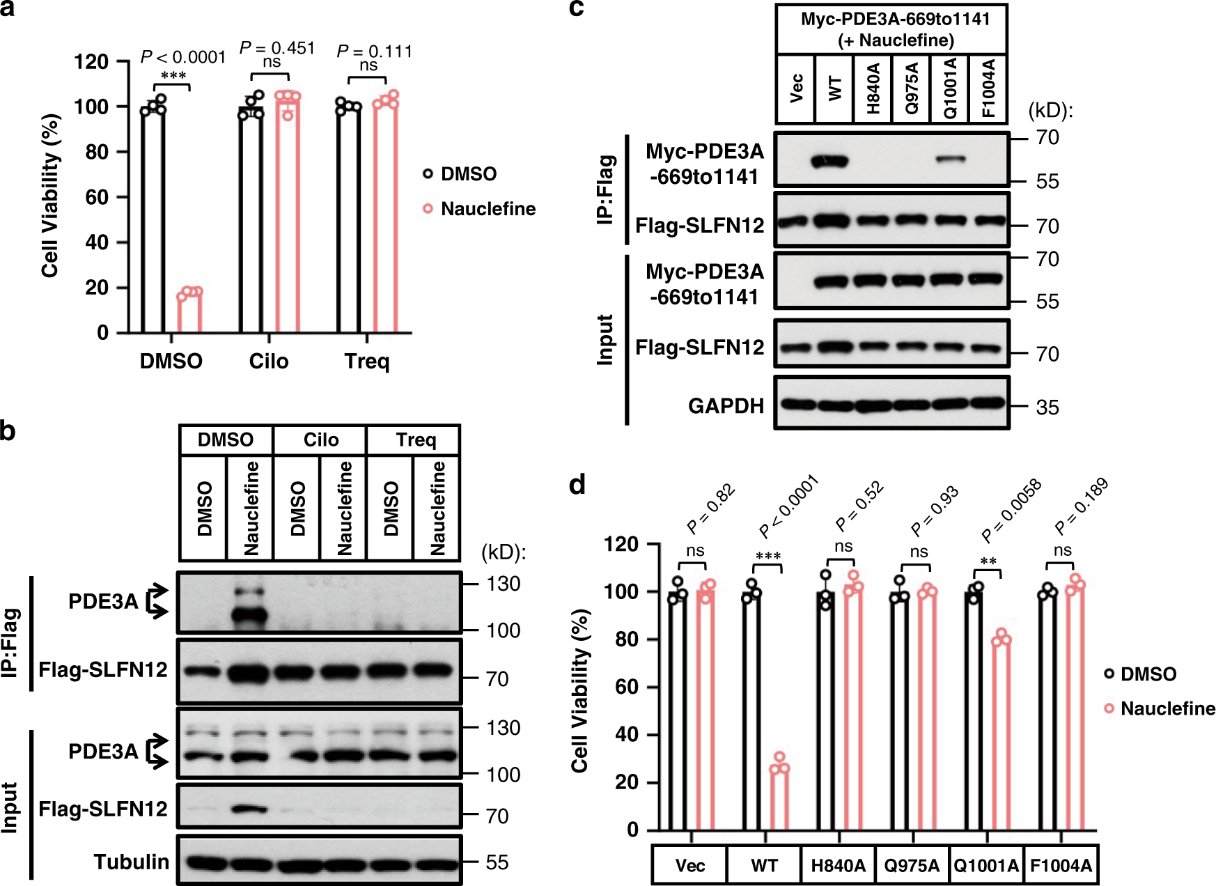 Fig. 4: Interaction between SLFN12 and PDE3A is required for nauclefine-induced cell death.