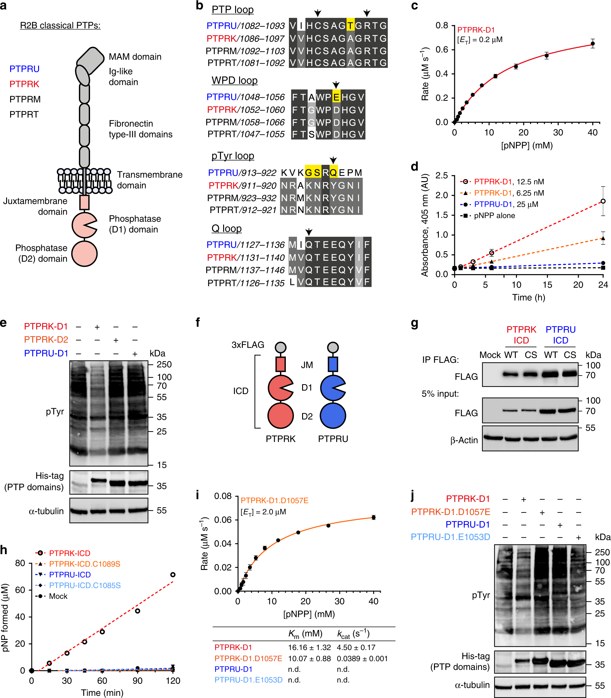 The Receptor Ptpru Is A Redox Sensitive Pseudophosphatase Nature Communications