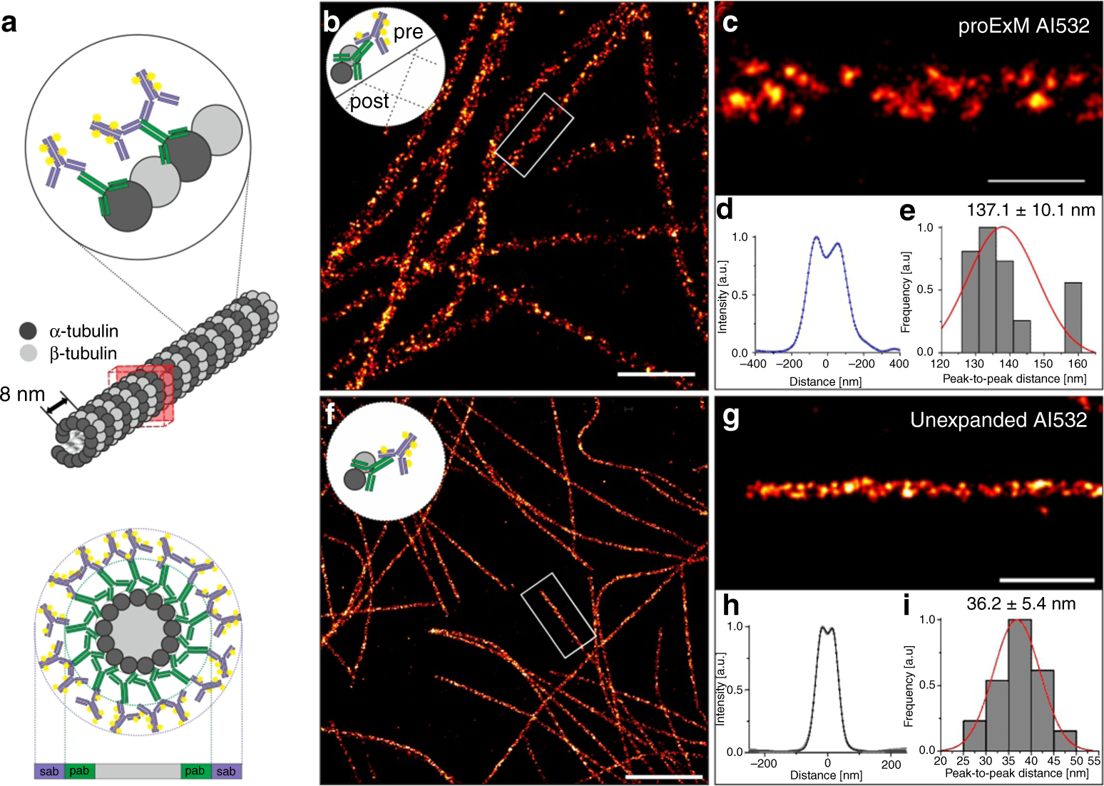 Molecular Resolution Imaging By Post Labeling Expansion Single Molecule Localization Microscopy Ex Smlm Nature Communications Molecular Resolution Imaging By Post Labeling Expansion Single Molecule Localization Microscopy Ex Smlm Nature Communications