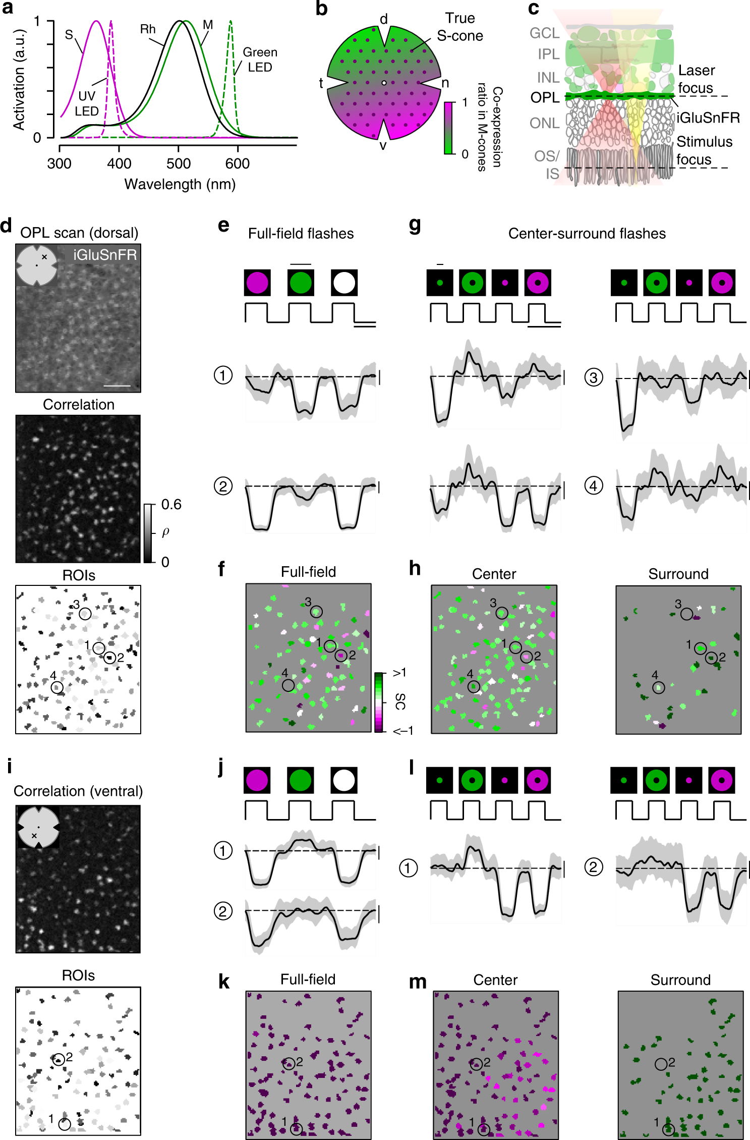 Neural Circuits In The Mouse Retina Support Color Vision In The Upper Visual Field Nature Communications