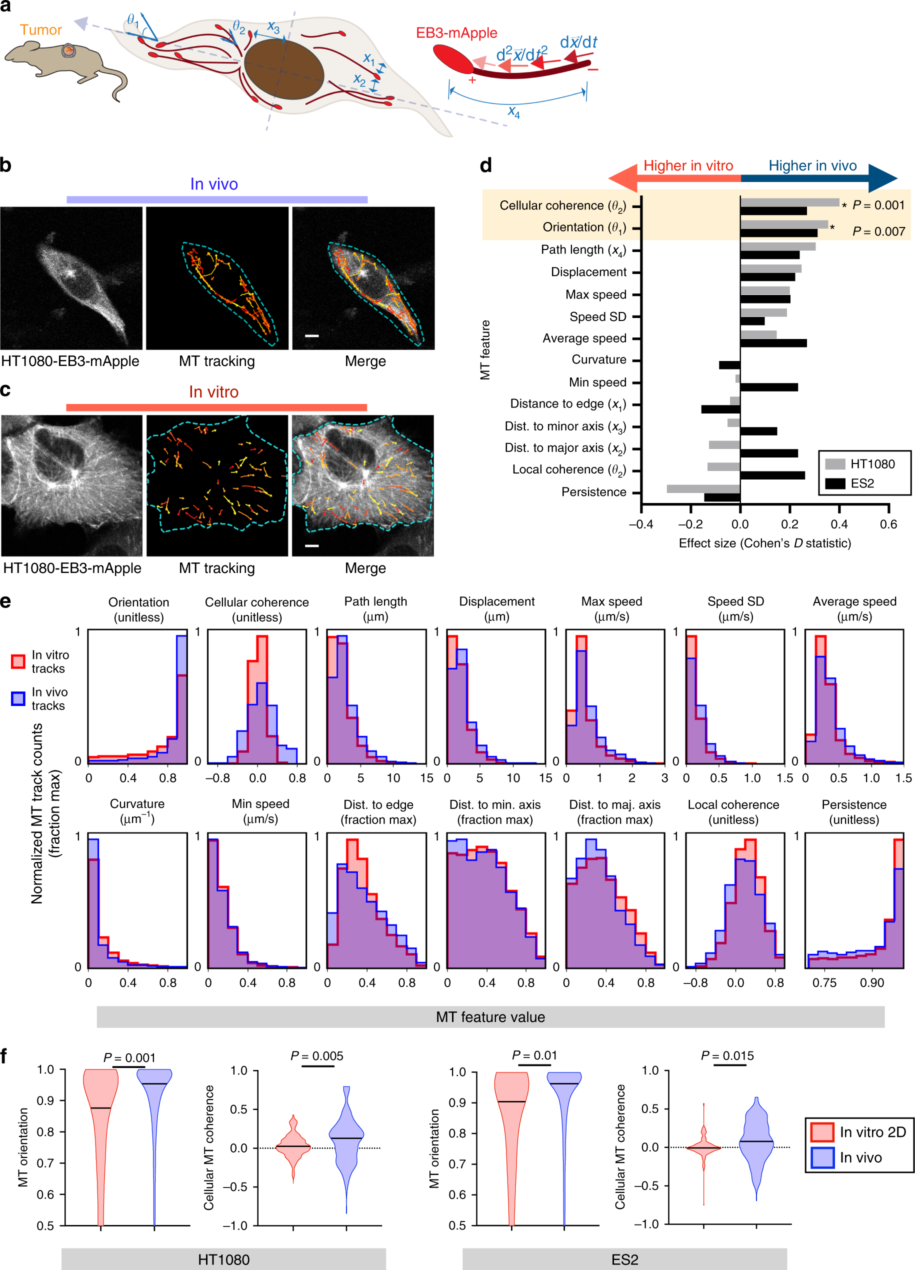 In vivo microscopy reveals macrophage polarization locally promotes  coherent microtubule dynamics in migrating cancer cells | Nature  Communications
