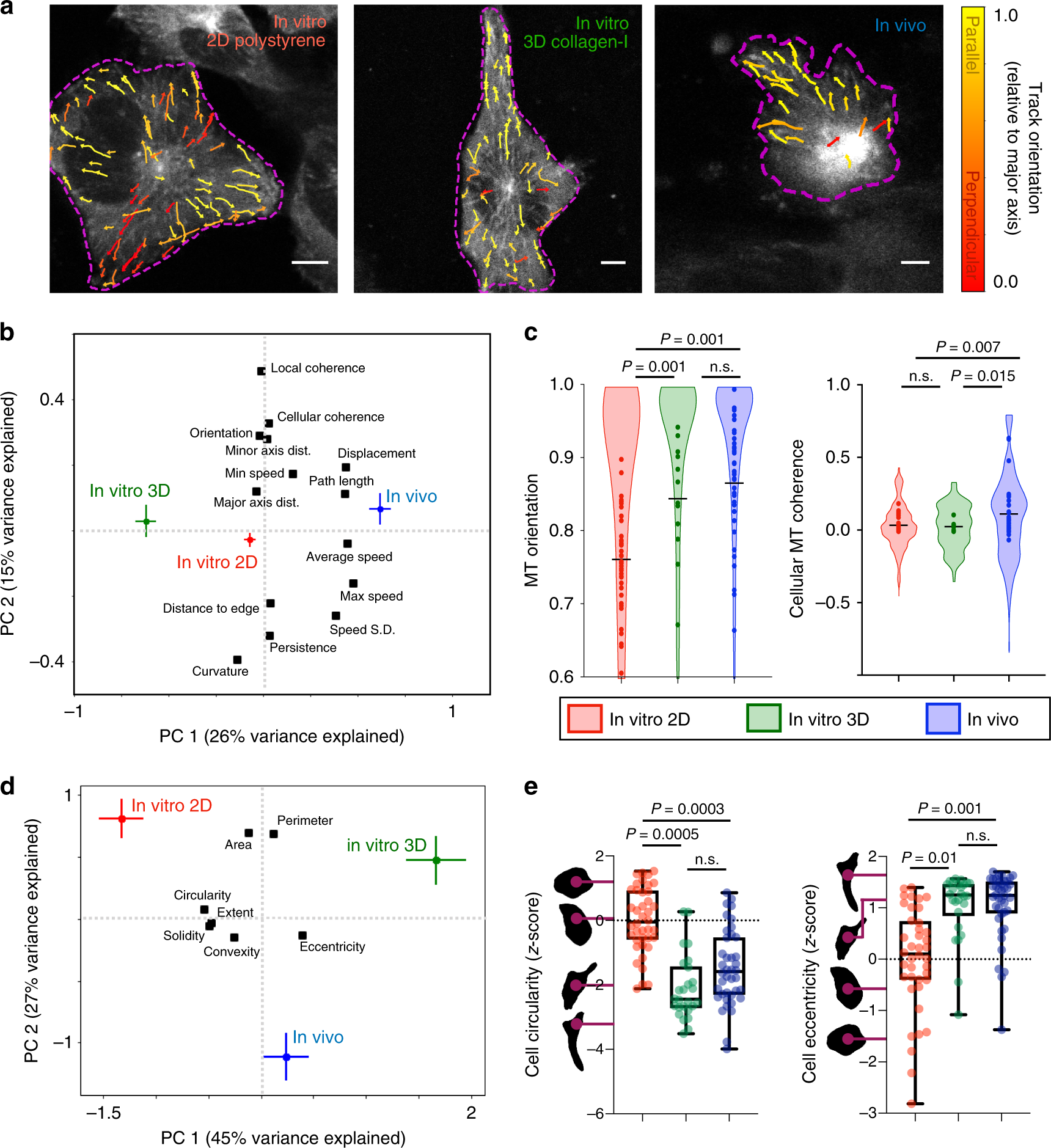 Fig. 2: Coherent in vivo MT dynamics are not fully reproduced by 3D collagen in vitro cultures.