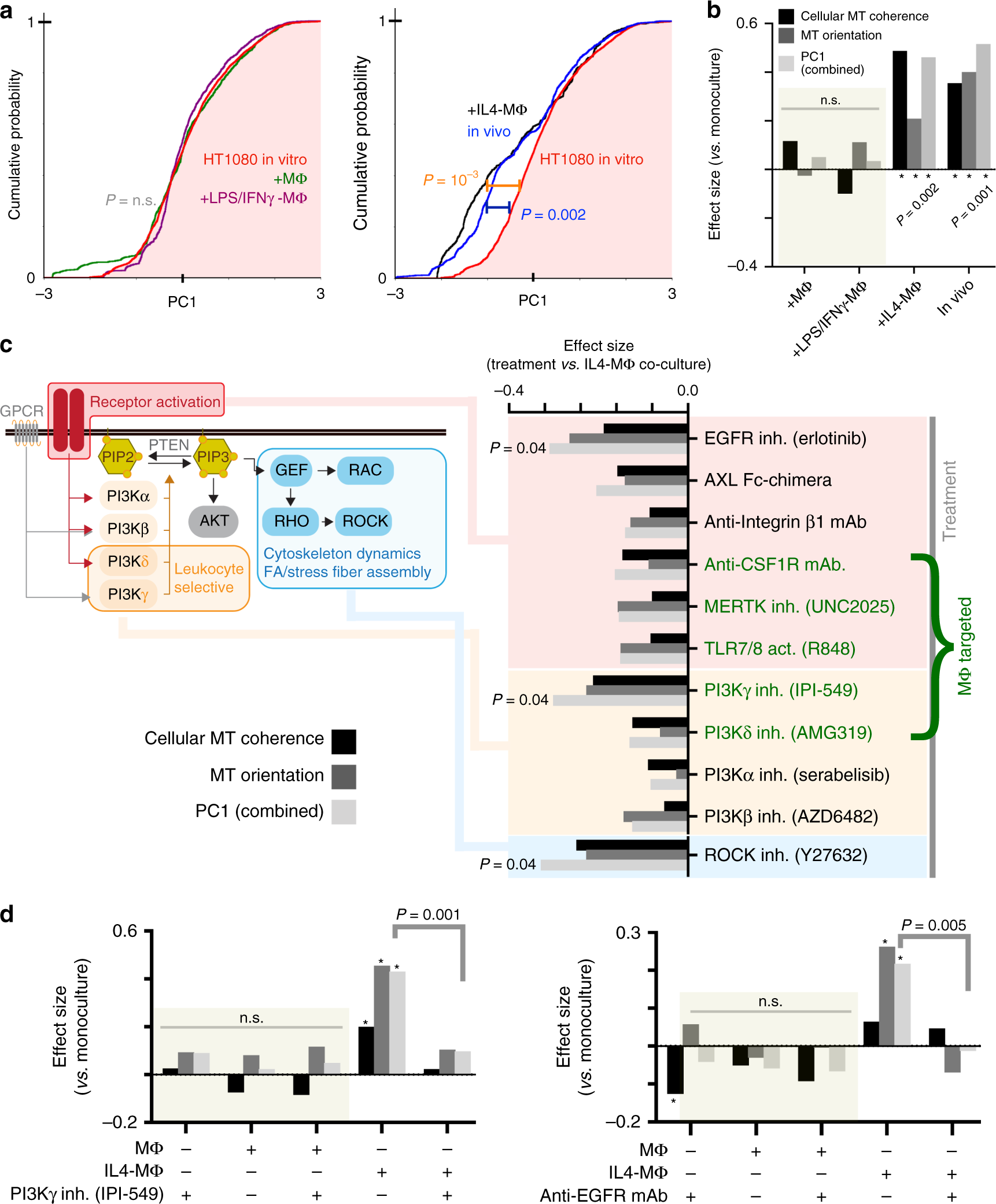 Fig. 5: Disruption of MΦ-induced MT coherence by targeted inhibition of cell signaling.