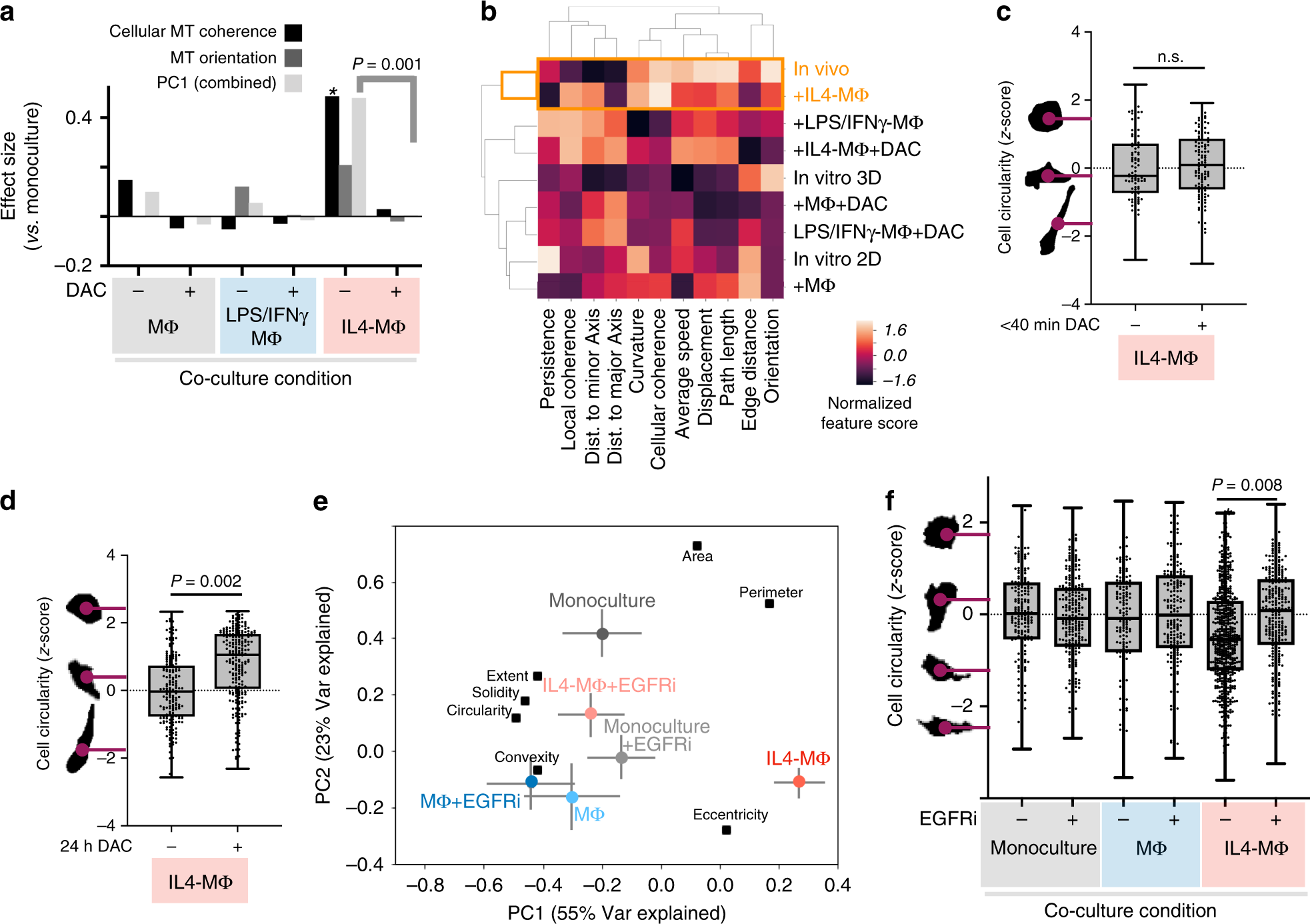 Fig. 8: Drug-induced changes in MT dynamics precede changes in overall cell shape.