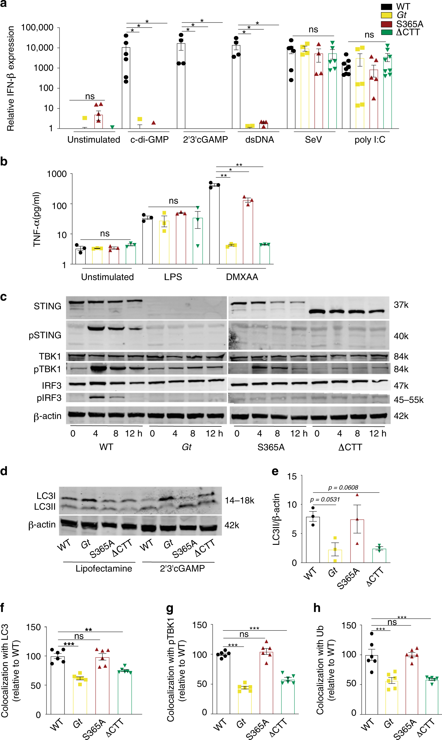 Interferon Independent Sting Signaling Promotes Resistance To Hsv 1 In Vivo Nature Communications Interferon Independent Sting Signaling Promotes Resistance To Hsv 1 In Vivo Nature Communications