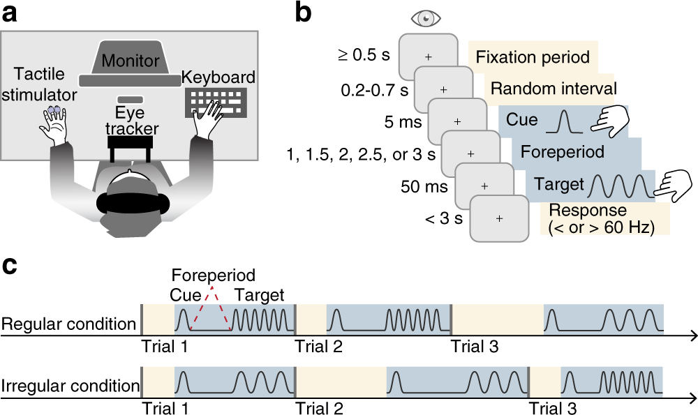 Oculomotor Freezing Reflects Tactile Temporal Expectation And Aids Tactile Perception Nature Communications Oculomotor Freezing Reflects Tactile Temporal Expectation And Aids Tactile Perception Nature Communications