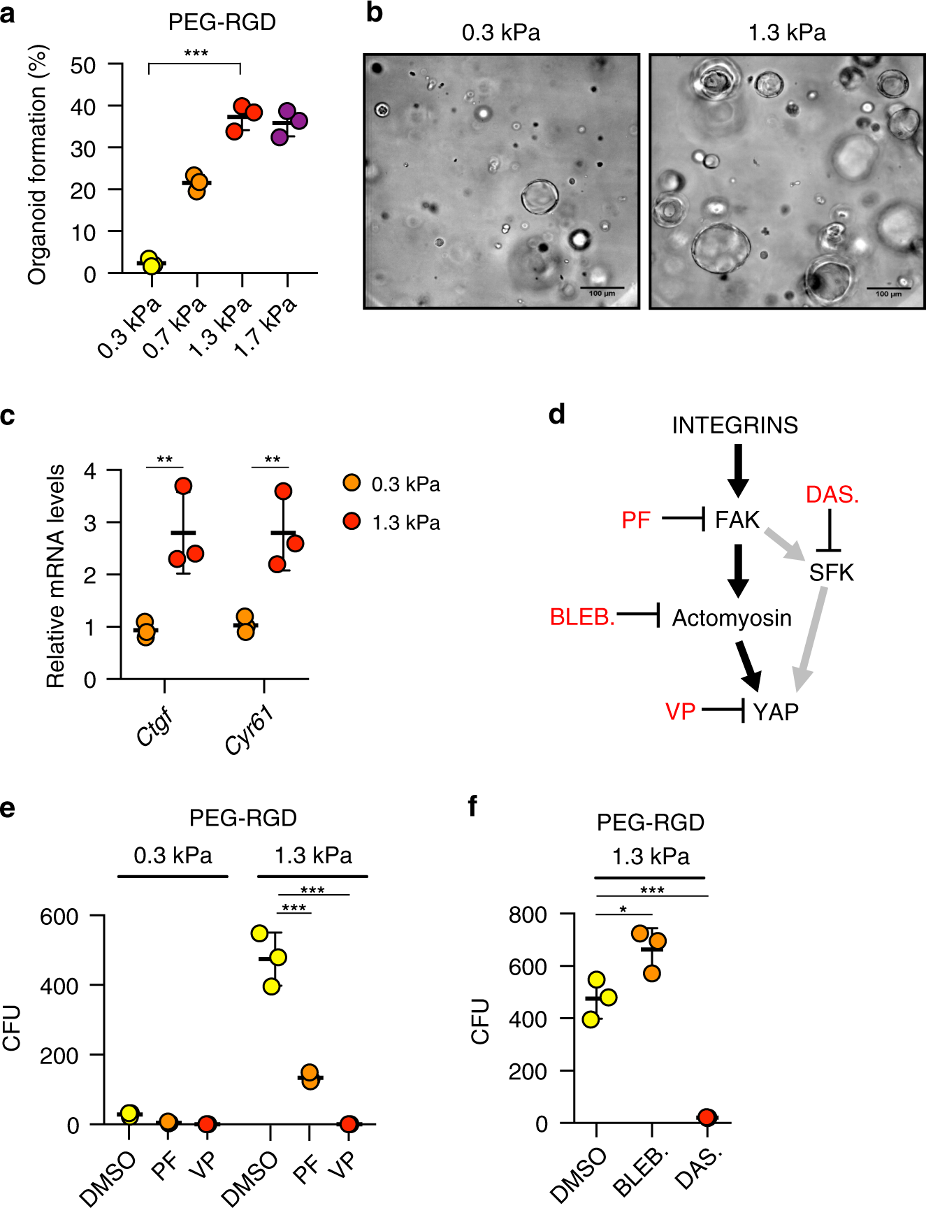 Fig. 3: Effect of matrix stiffness on liver organoid formation.