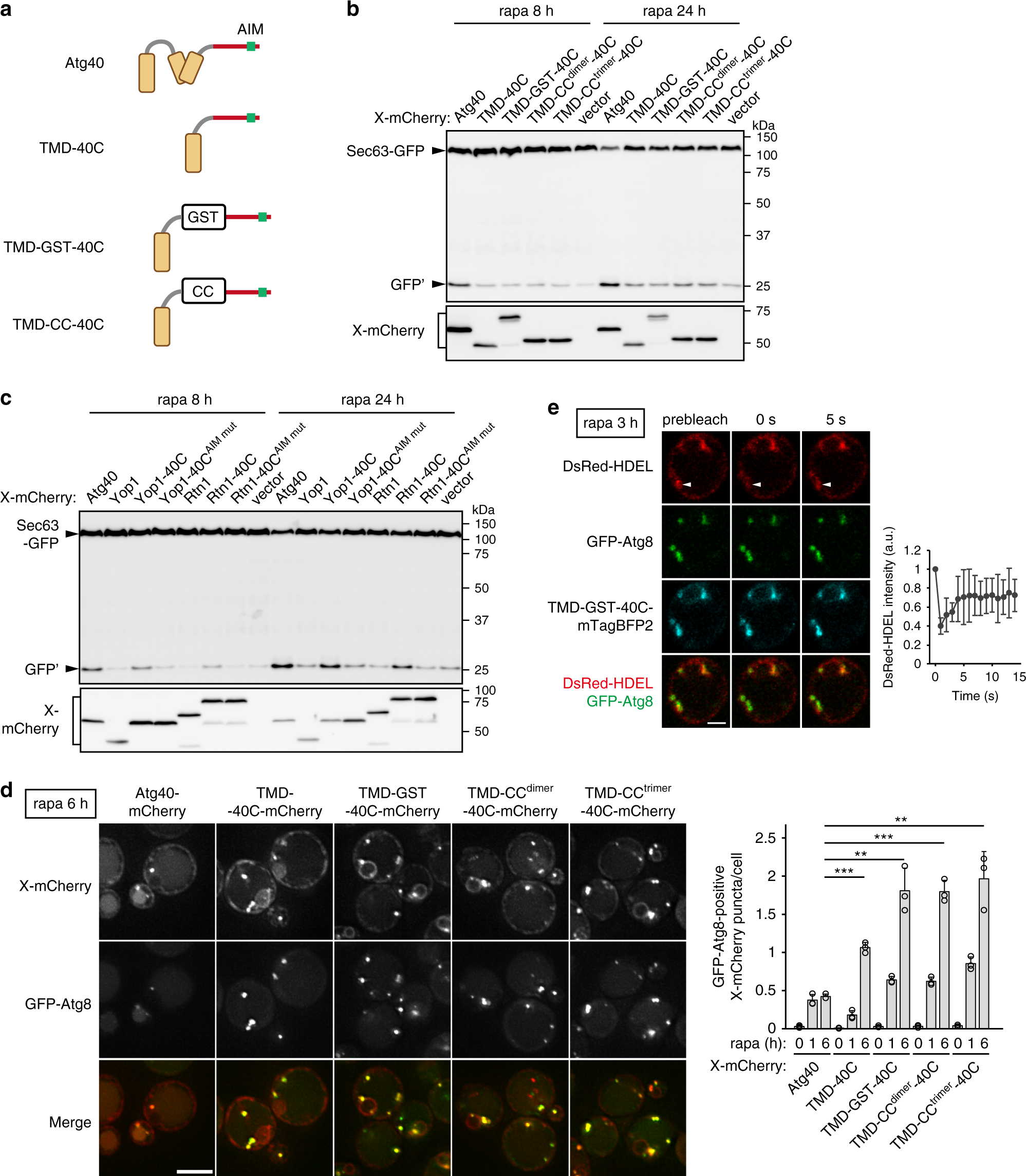 Fig. 2: The reticulon-like domain of Atg40 is important for ER-phagy.