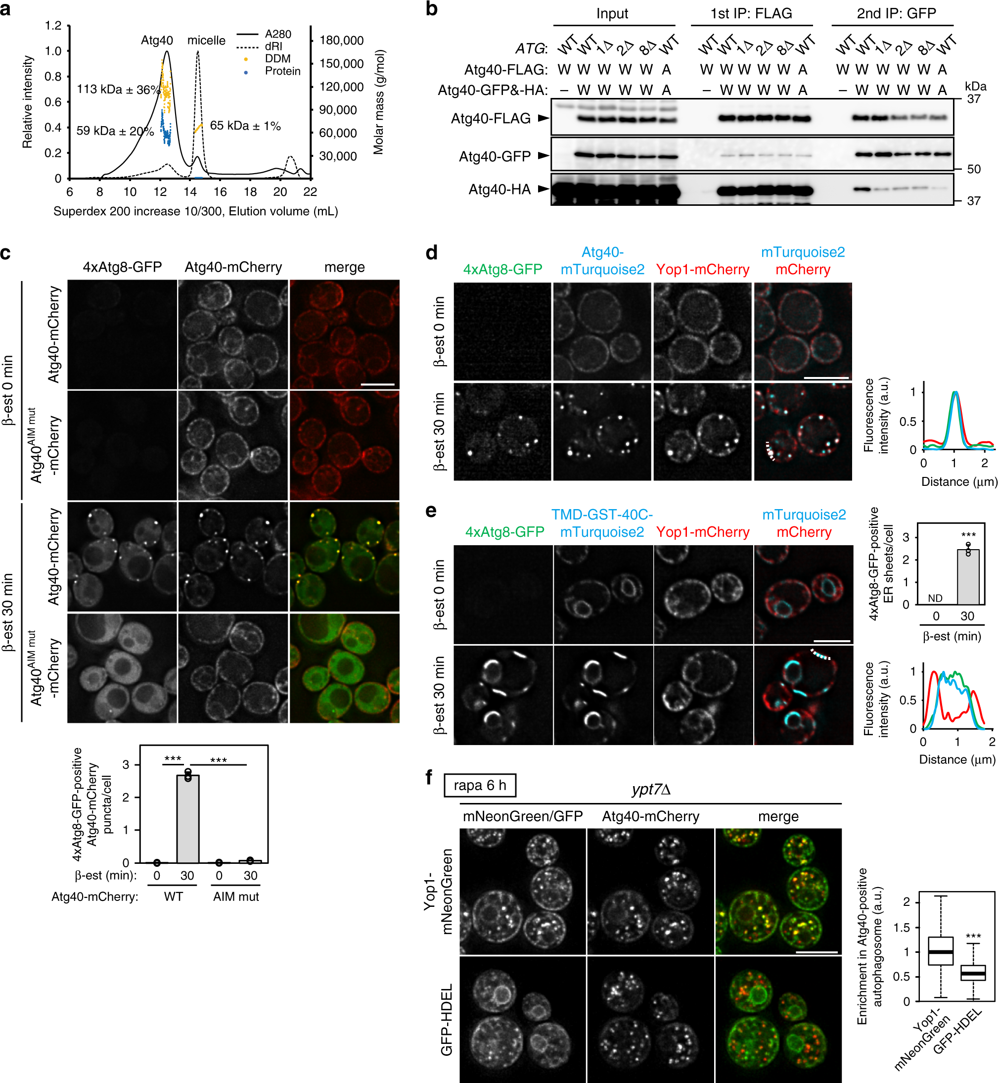 Fig. 4: Super-assembly of Atg40 generates ER membrane condensates with highly curved regions.